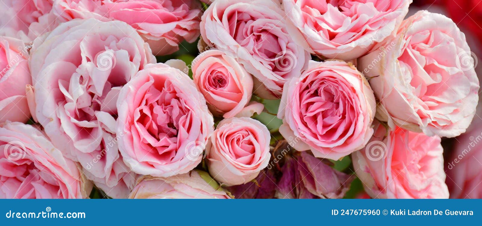 pink roses on a rosebush in a garden