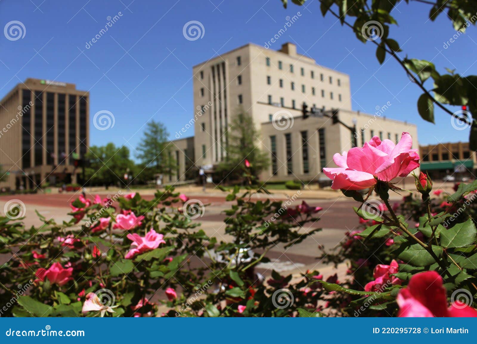 Pink Roses with Smith County Courthouse Tyler, TX in Background Stock