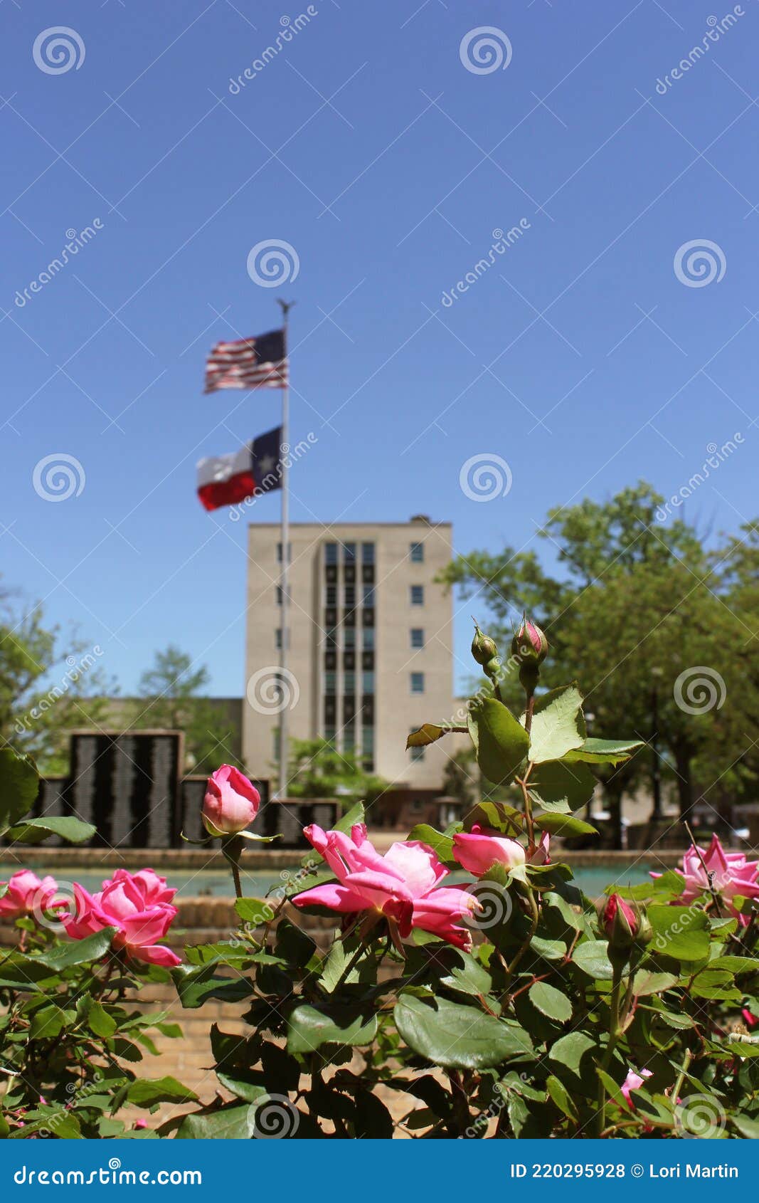 Pink Roses with Smith County Courthouse Tyler, TX in Background Stock