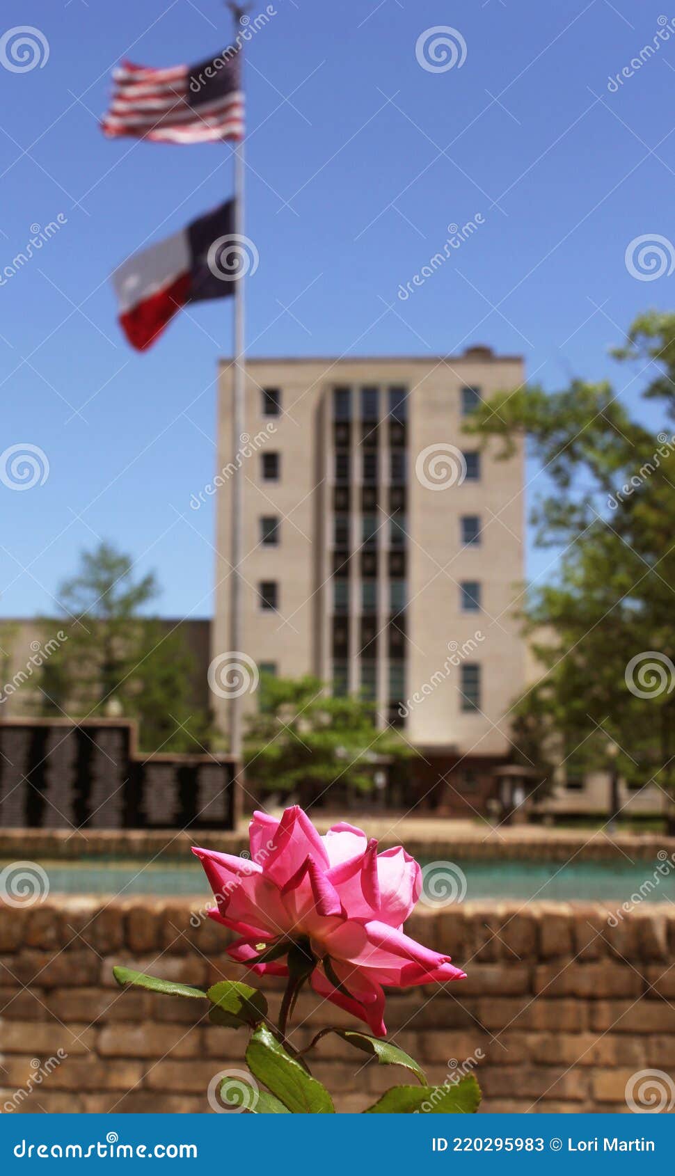 Pink Roses with Smith County Courthouse Tyler, TX in Background Stock