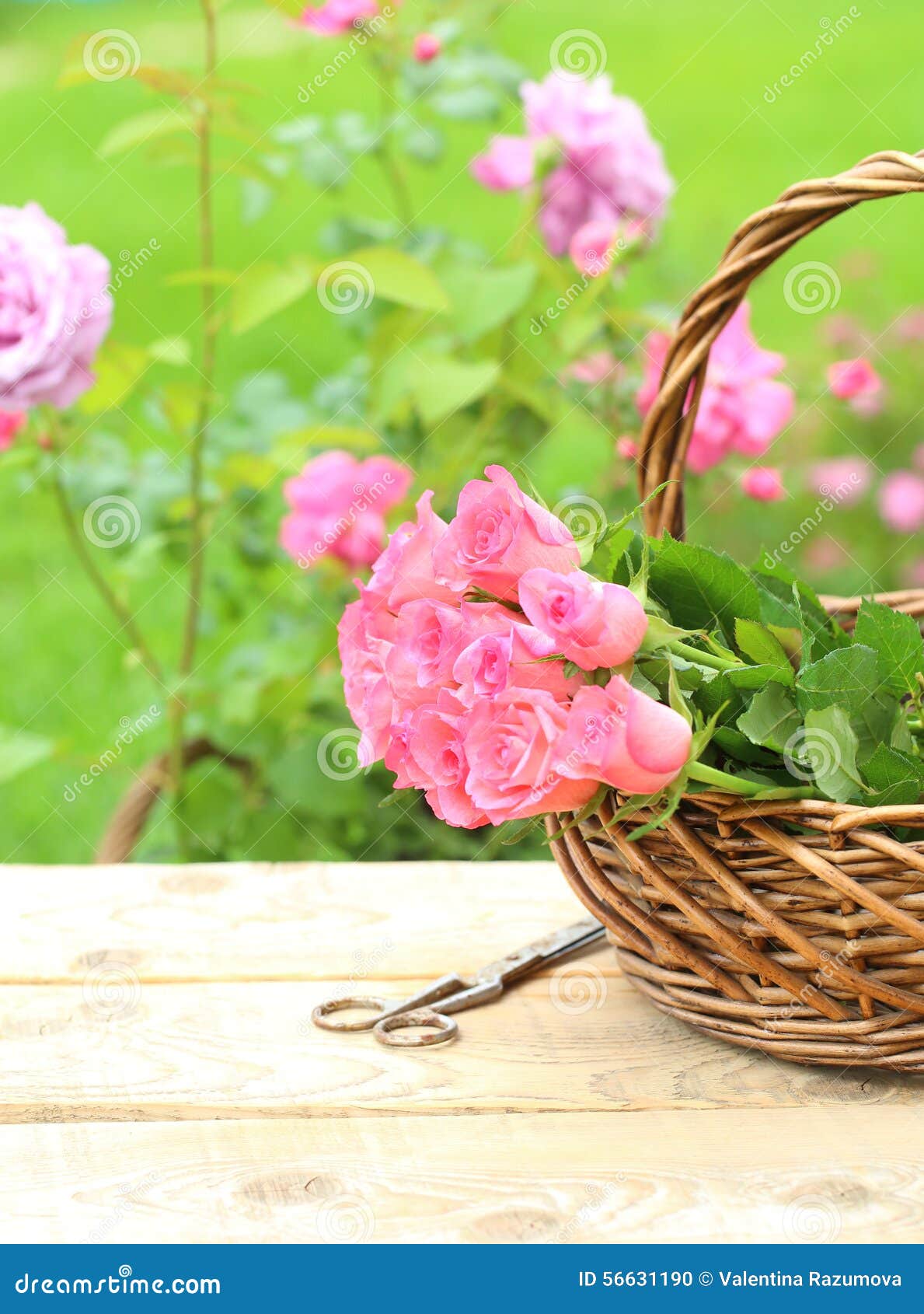 Pink roses in straw basket stock photo. Image of environment 56631190