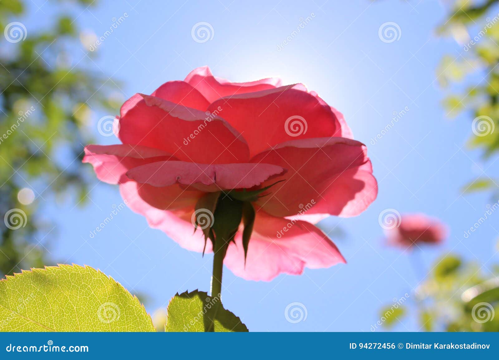 Pink Roses and Sun, Blue Sky Nice Stock Photo - Image of mountai ...