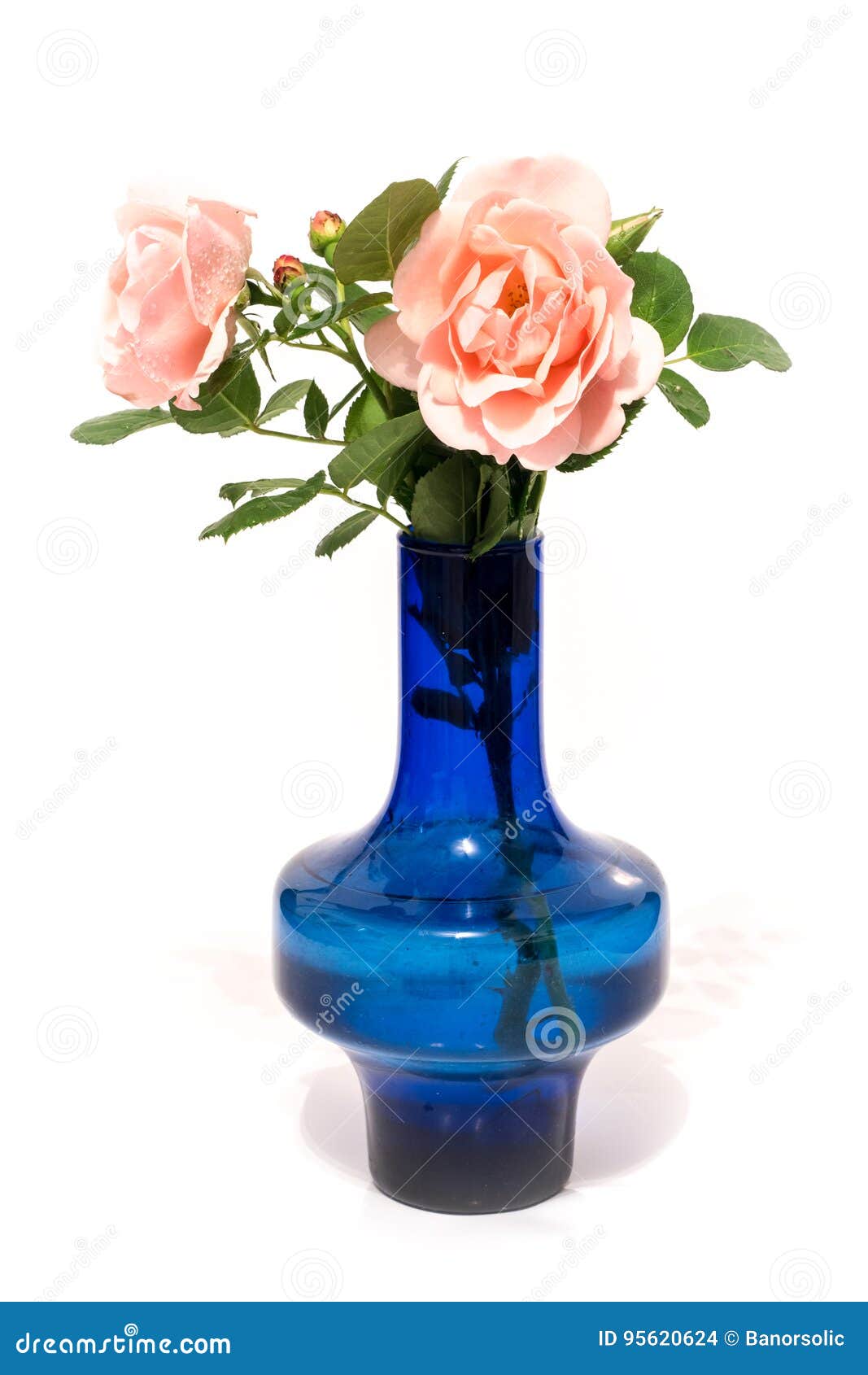 Pink Roses With Water Drops In Blue Vase White Stock pink roses water drops blue vase white background