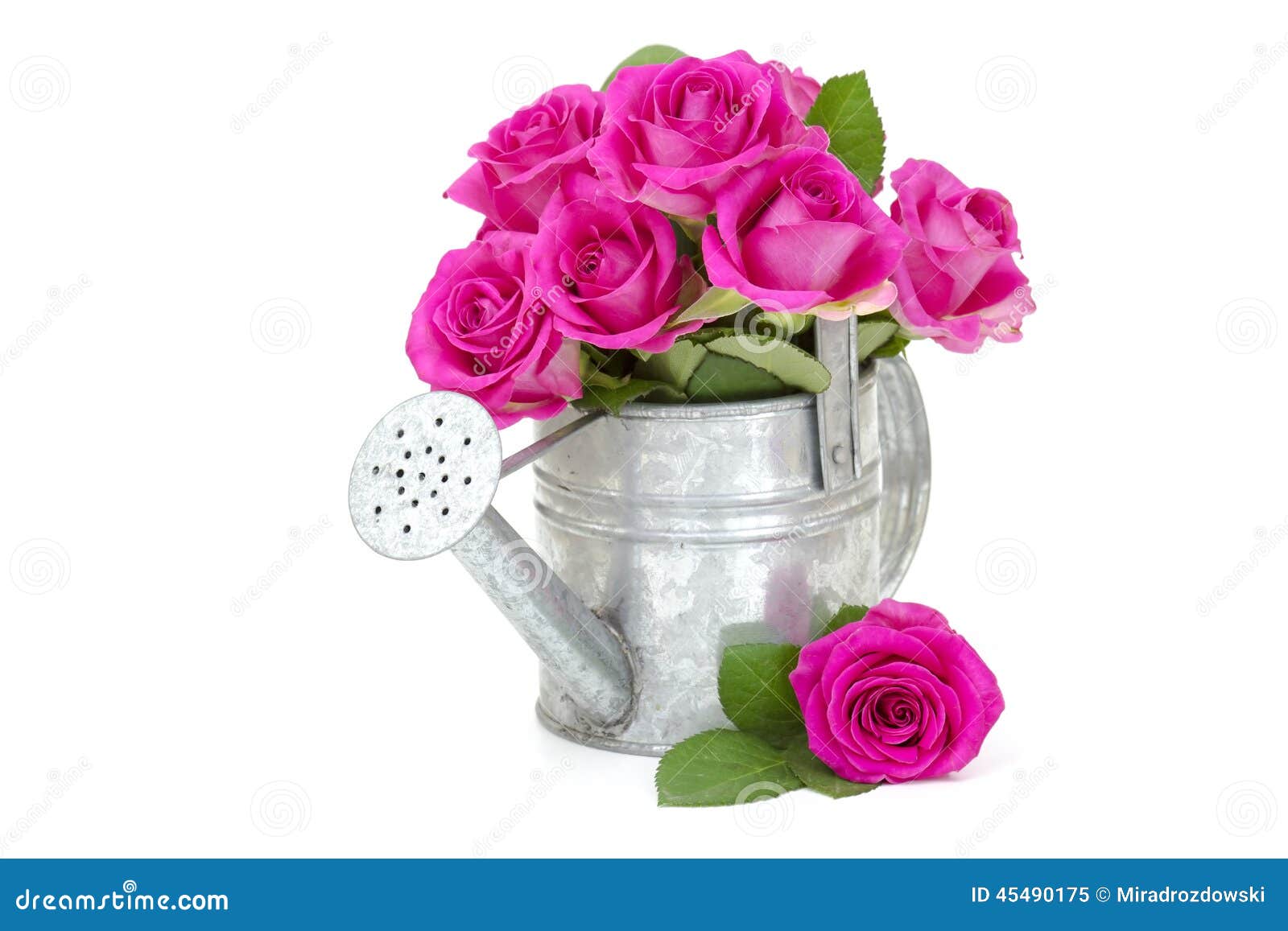 Pink Roses in a Watering Can Stock Image Image of petal, closeup