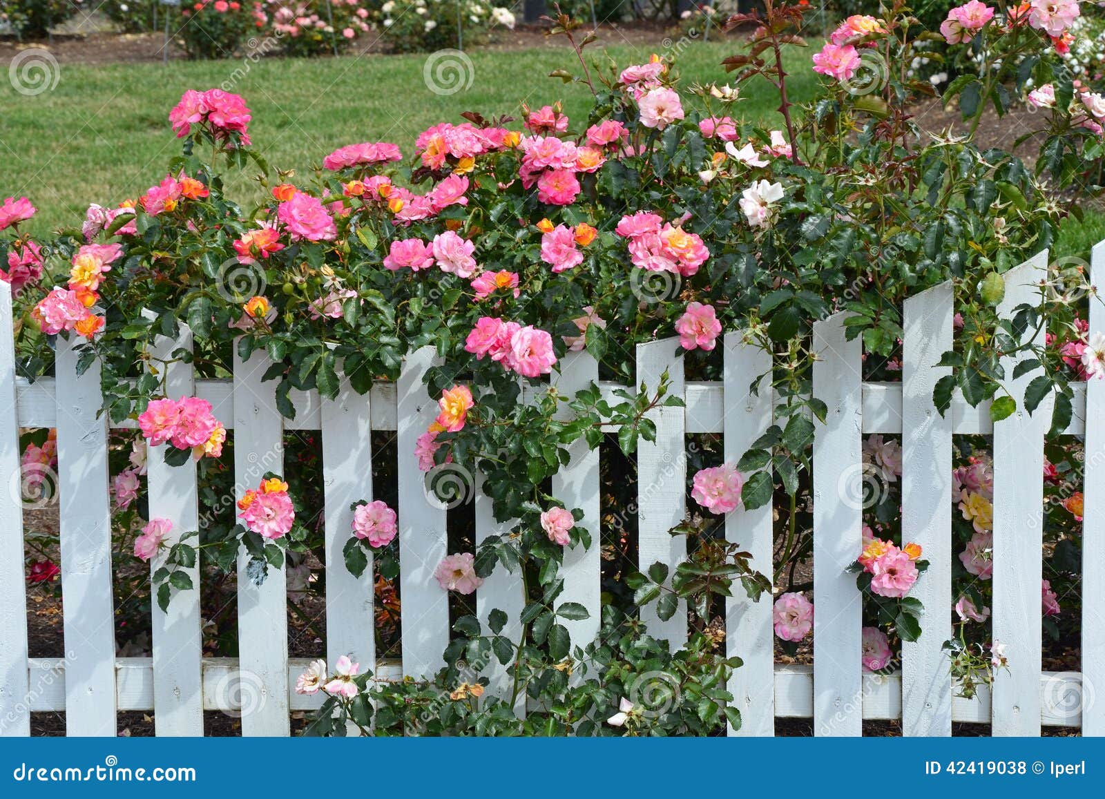 Pink Roses And White Picket Fence Stock Photo Image 42419038