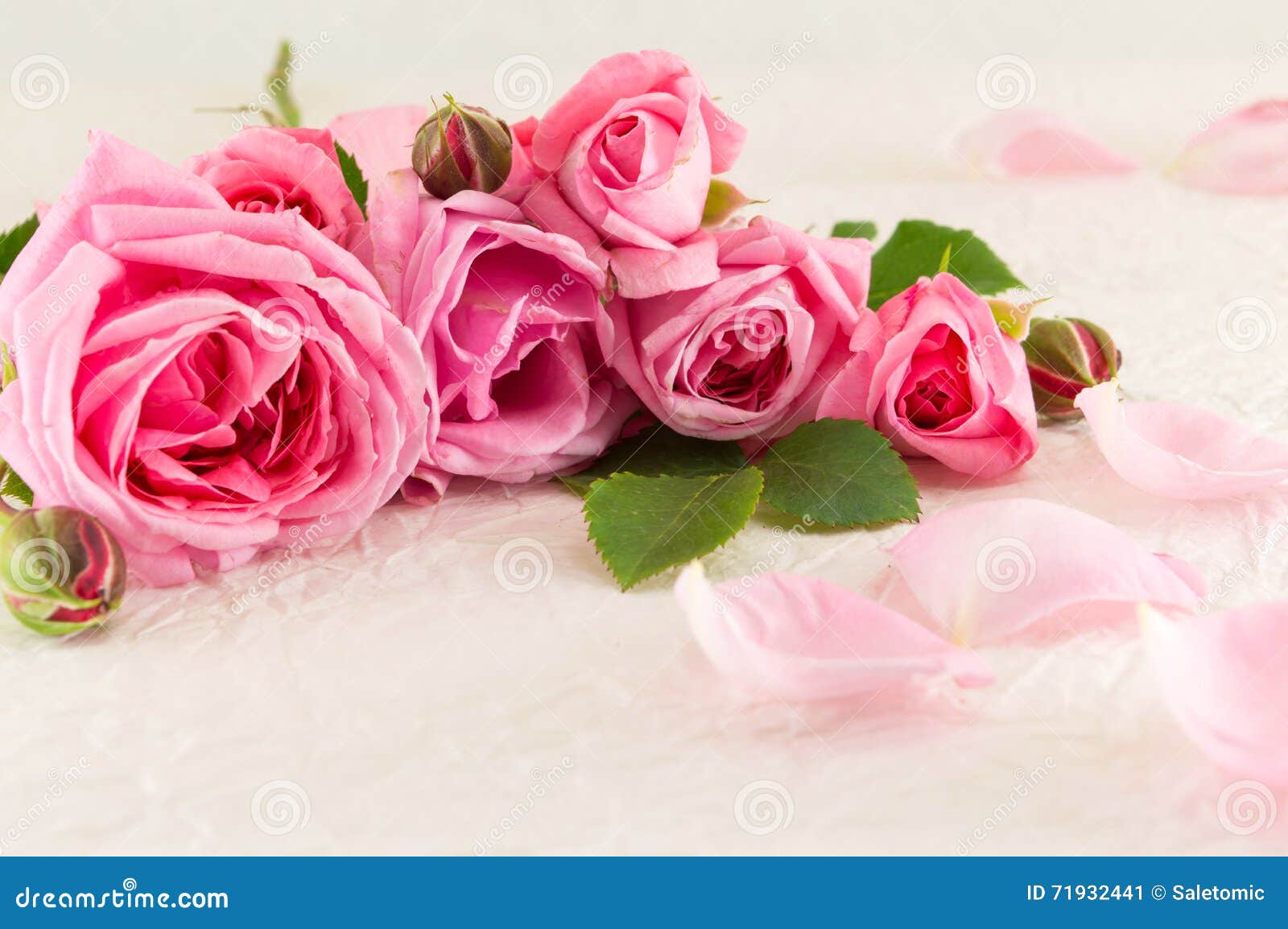 Pink Roses on White Silk Textile Stock Image Image of silk, nature