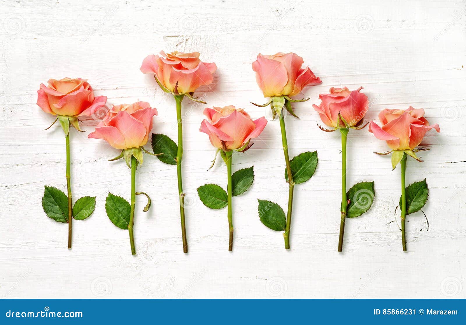 Pink Roses on White Wood Background Stock Image Image of background