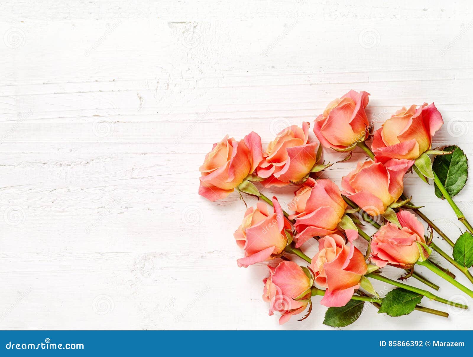 Pink Roses on White Wood Background Stock Photo Image of flower