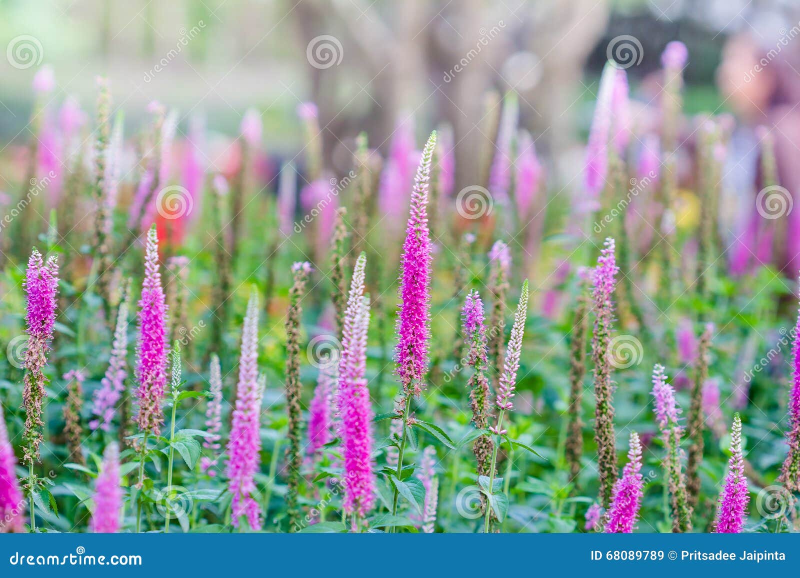 Pink Royal Candles Veronica Flower. Stock Image Image of season