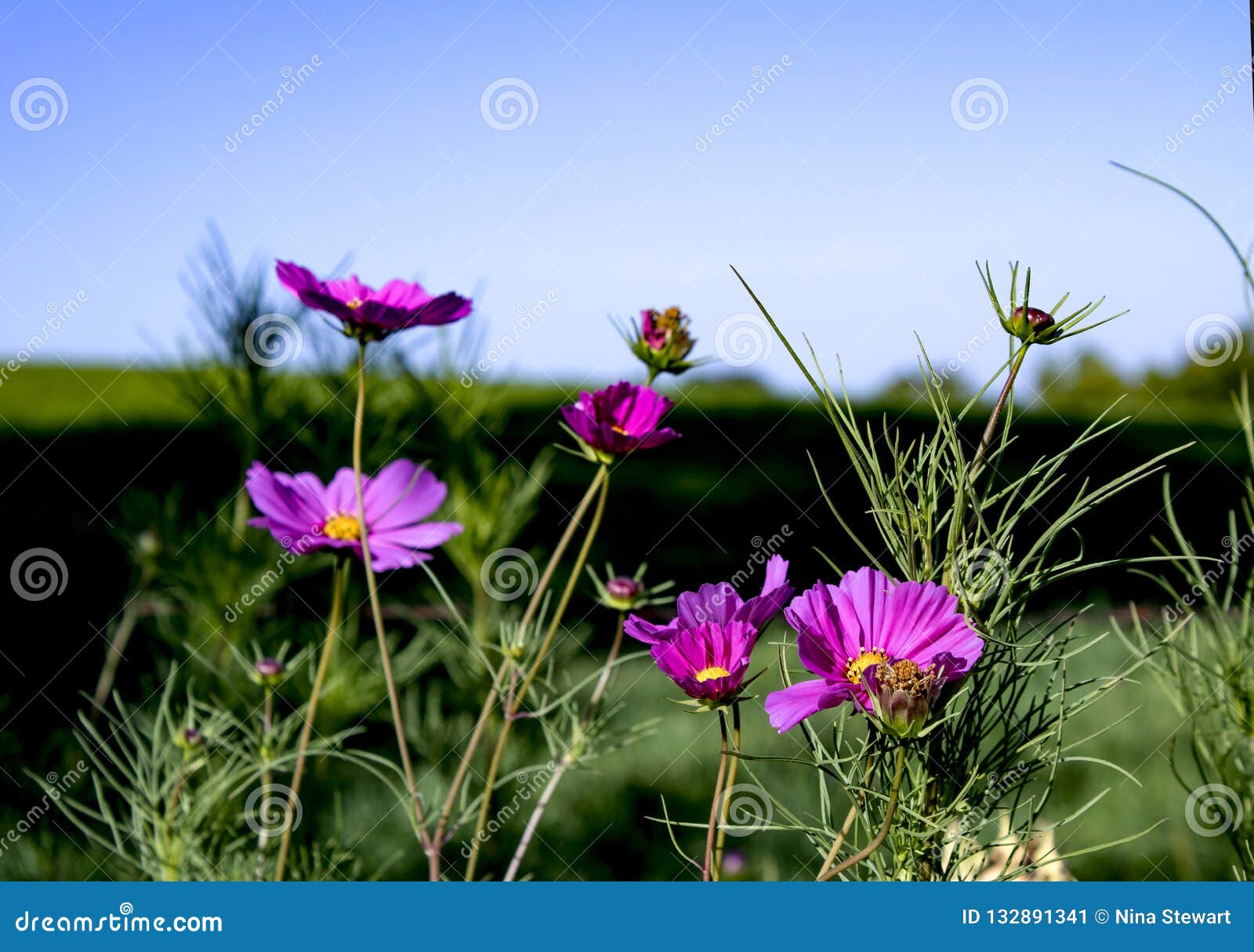 Pink Ruffle Petal Flower in Sunshine with Blue Sky Stock Image - Image ...