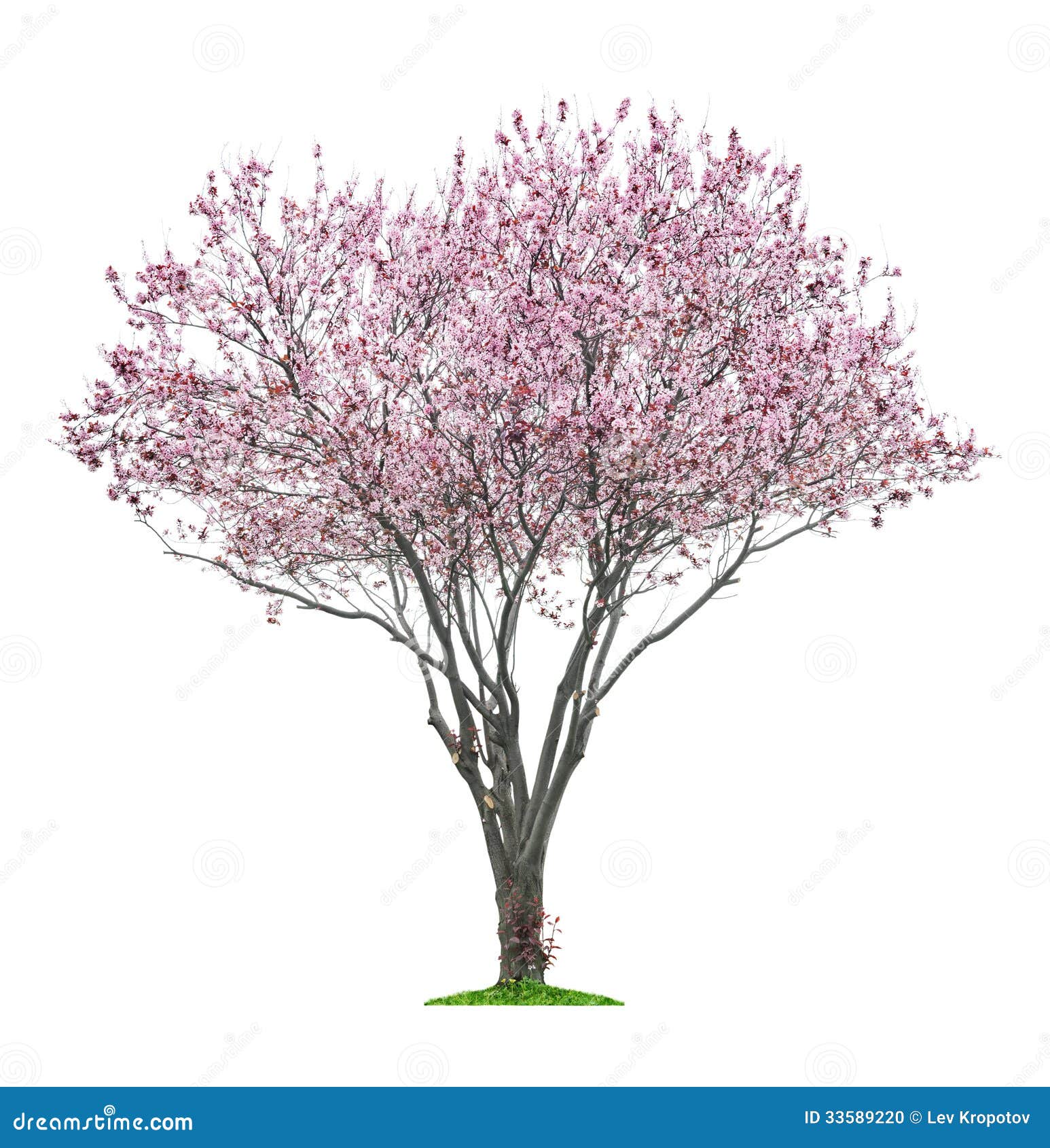 Pink Sacura Tree Stock Photo - Image: 33589220