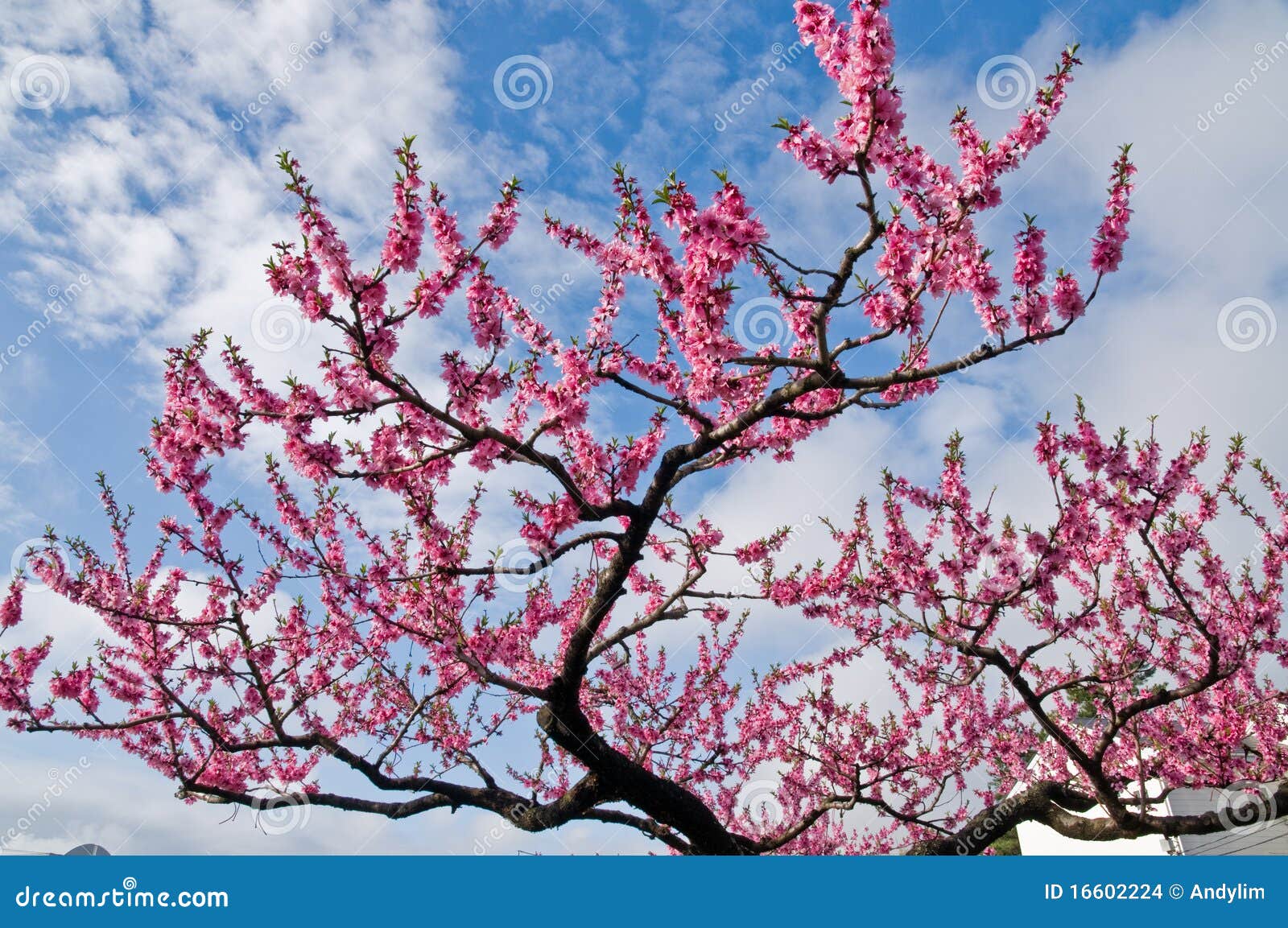 Pink Sakura Flowers In Nature Background. Royalty-Free Stock ...