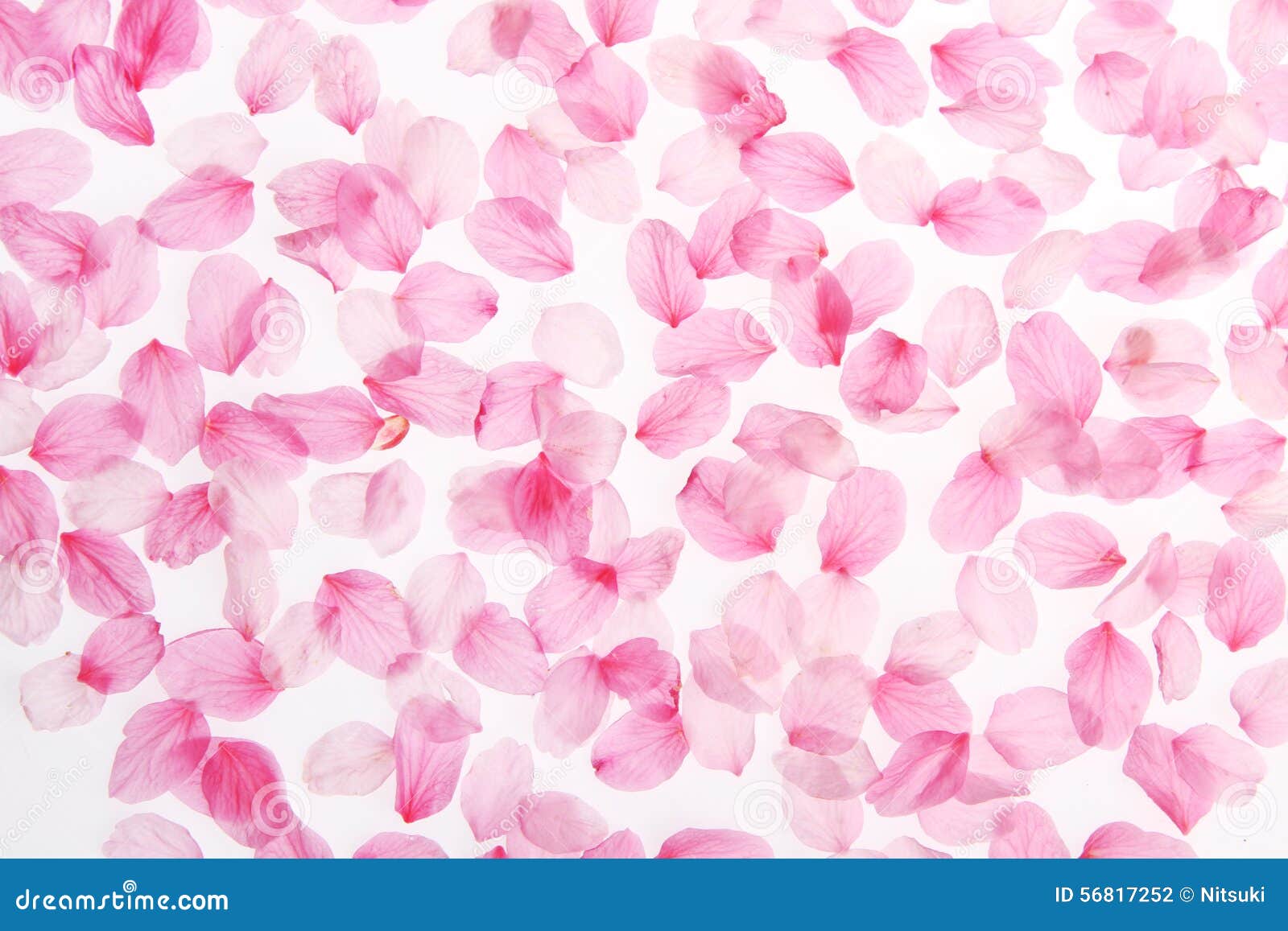 tumblr themes japan Pink Photo Flower Image:  Background Stock Sakura 56817252