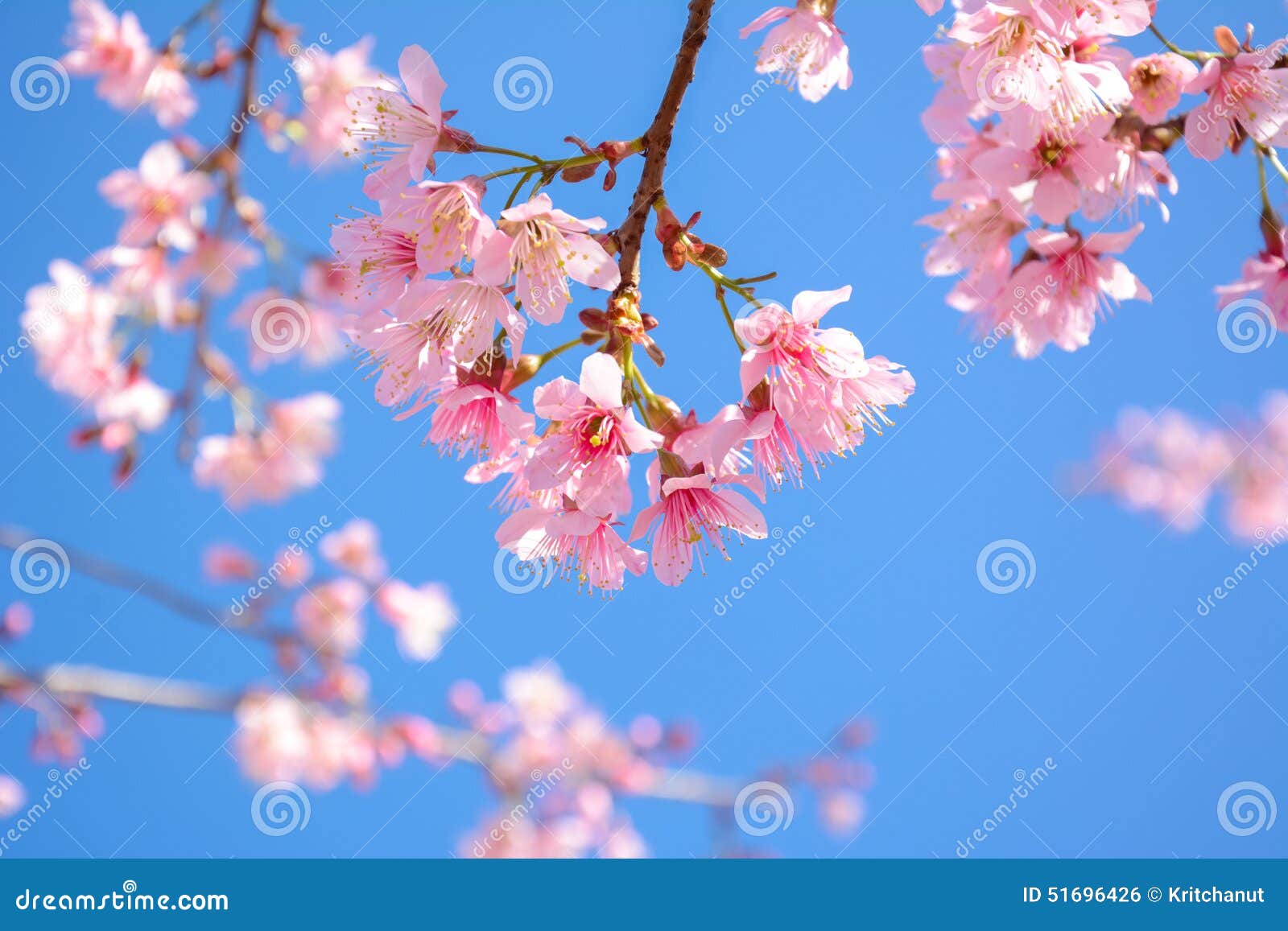 Pink Sakura Flower Blooming on Blue Sky Background Stock Photo Image