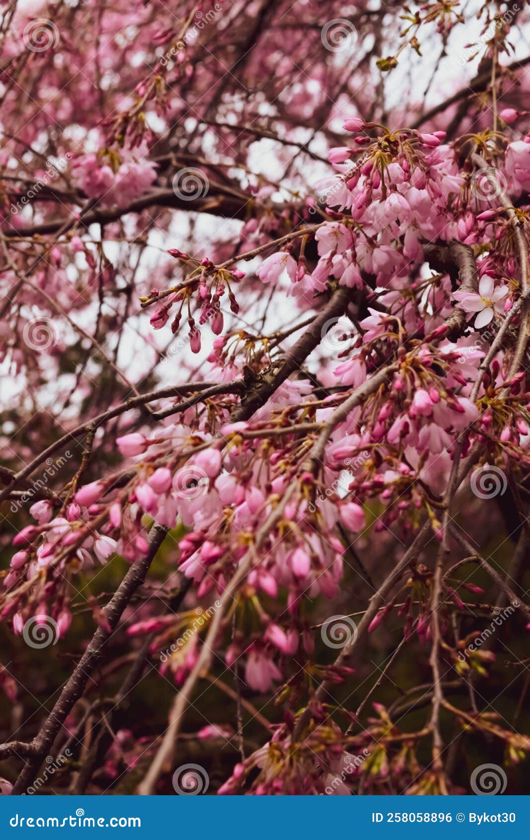 Pink Sakura Flowers in the Garden, Closeup. Stock Photo Image of