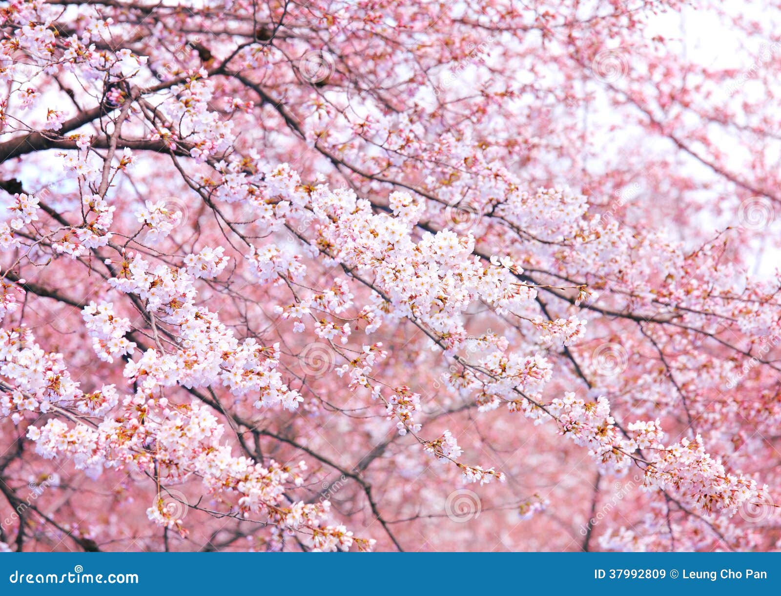 Pink sakura tree stock image. Image of japanese, beautiful - 37992809