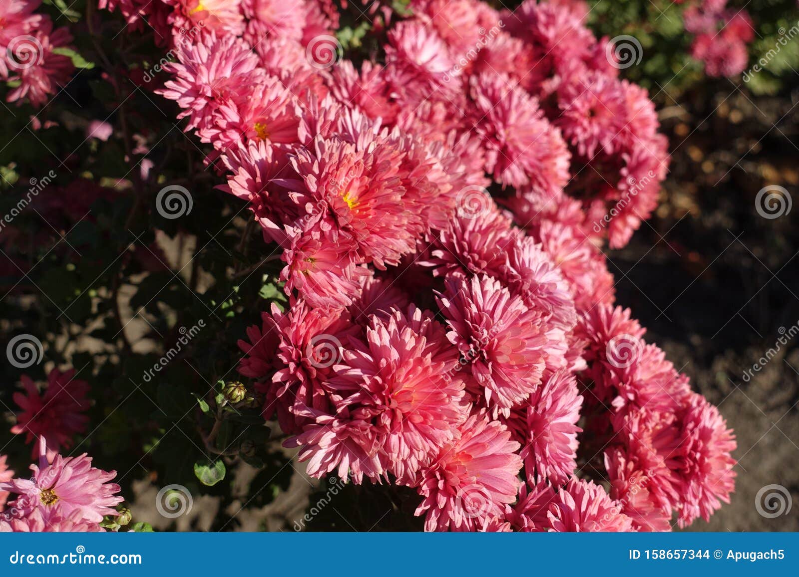 Pink Salmon-colored Flowers of Chrysanthemum in November Stock Photo ...