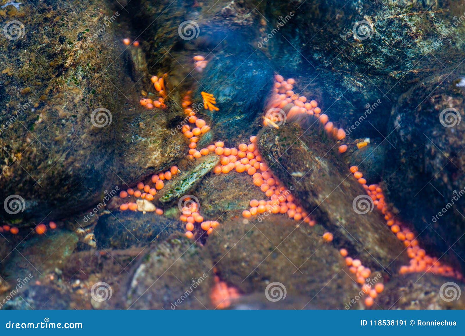Salmon Eggs in the Adams River, BC, Canada Stock Image - Image of