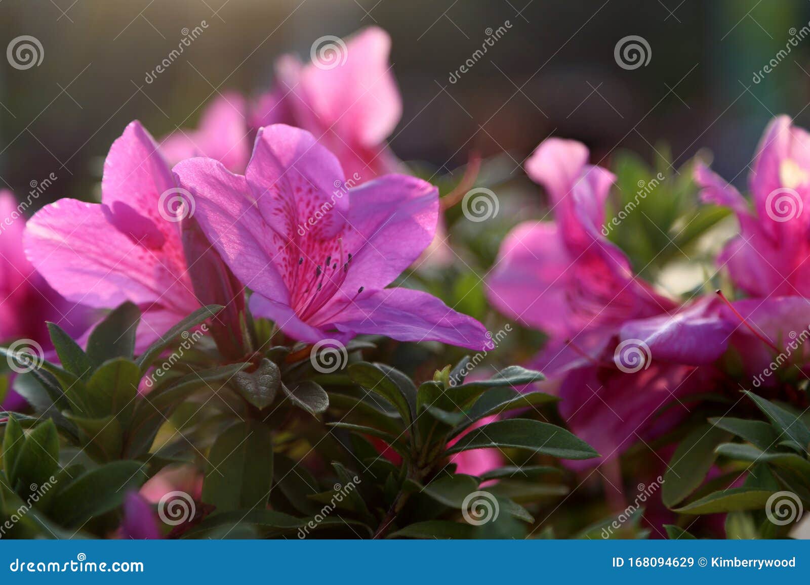 Satsuki Azalea stock image. Image of natural, bush, growth 168094629