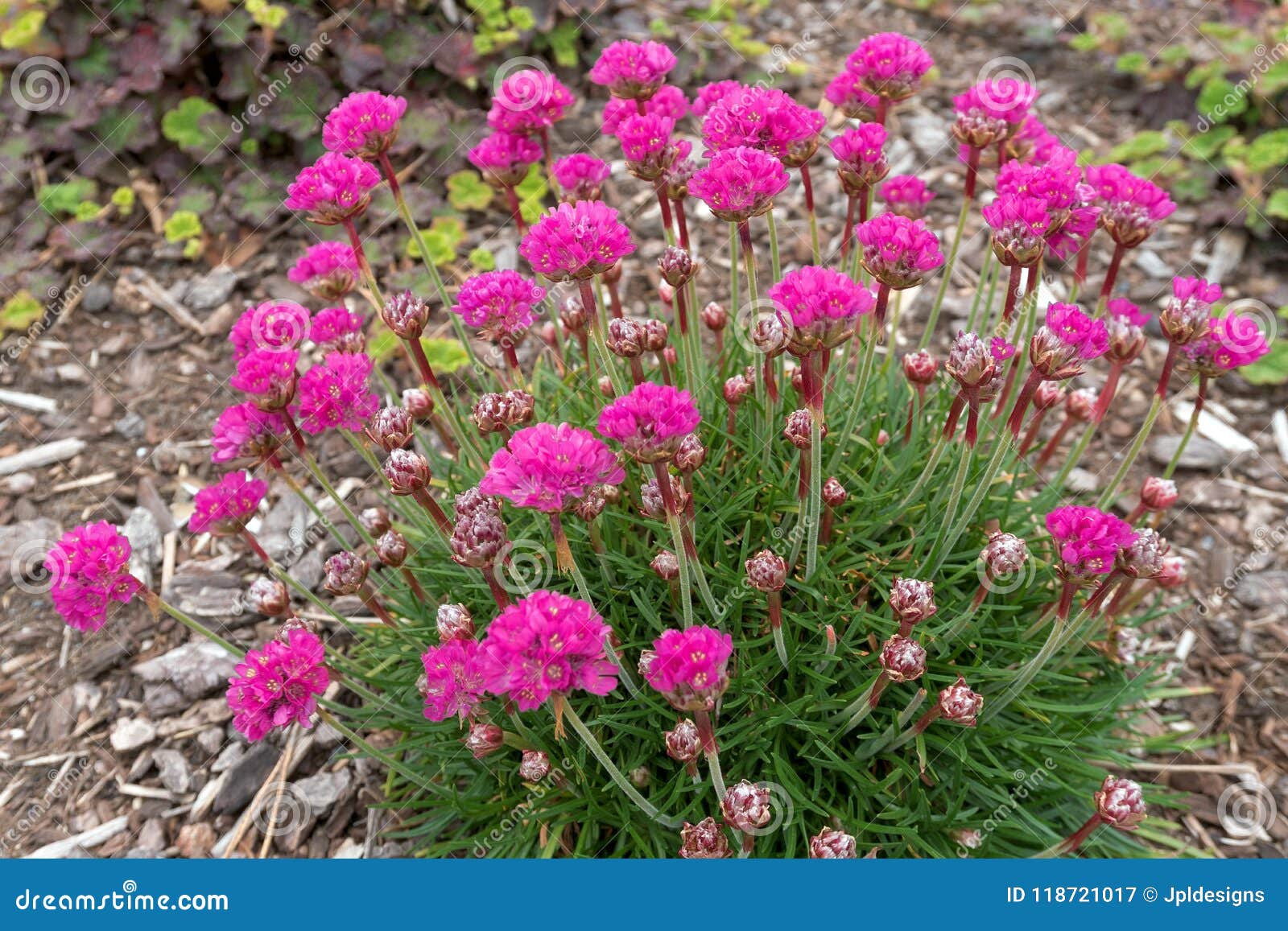 pink sea thrift plant in bloom closeup