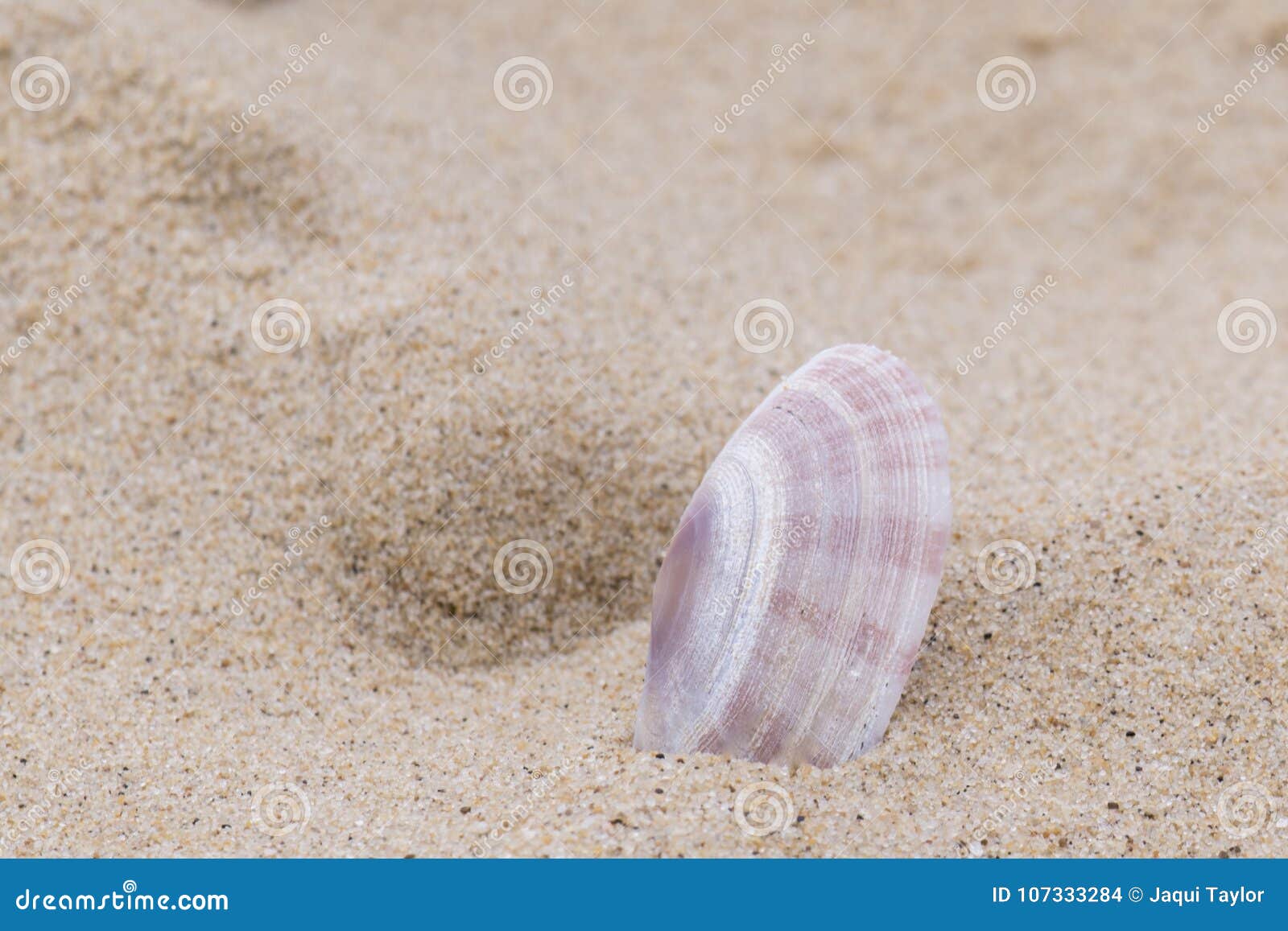 Seashell Identification Chart Uk