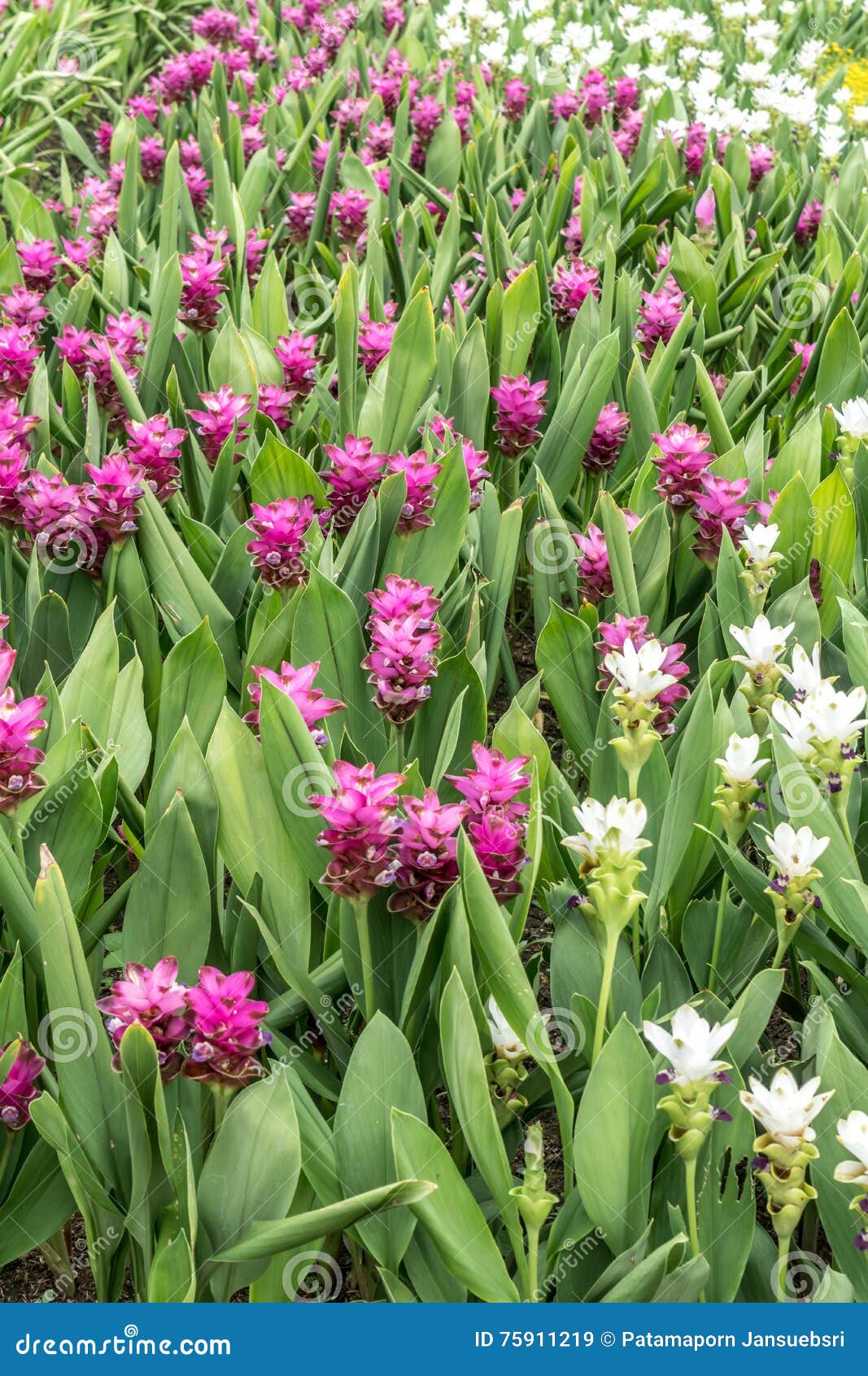 Pink siam tulip stock image. Image of thailand, spring 75911219