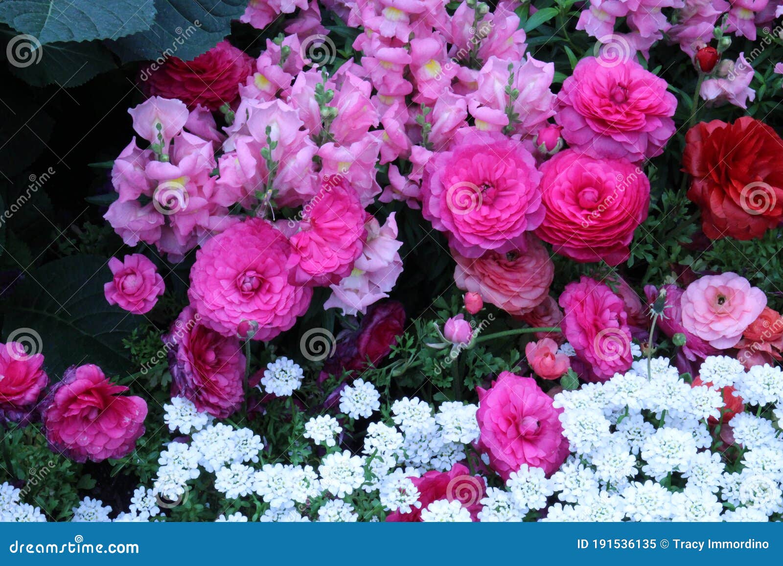 Pink Snapdragons Pink And Red Ranunculus And White Candytuft Flowers Blooming In A Garden Stock Image Image Of Peach Delicate 191536135