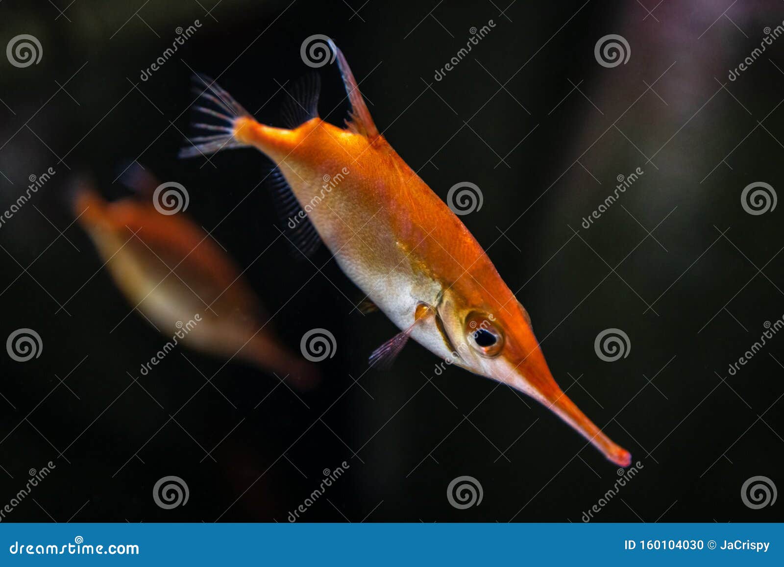 Pink Snipefish - Macroramphosus Scolopax. Also Known As Snipe