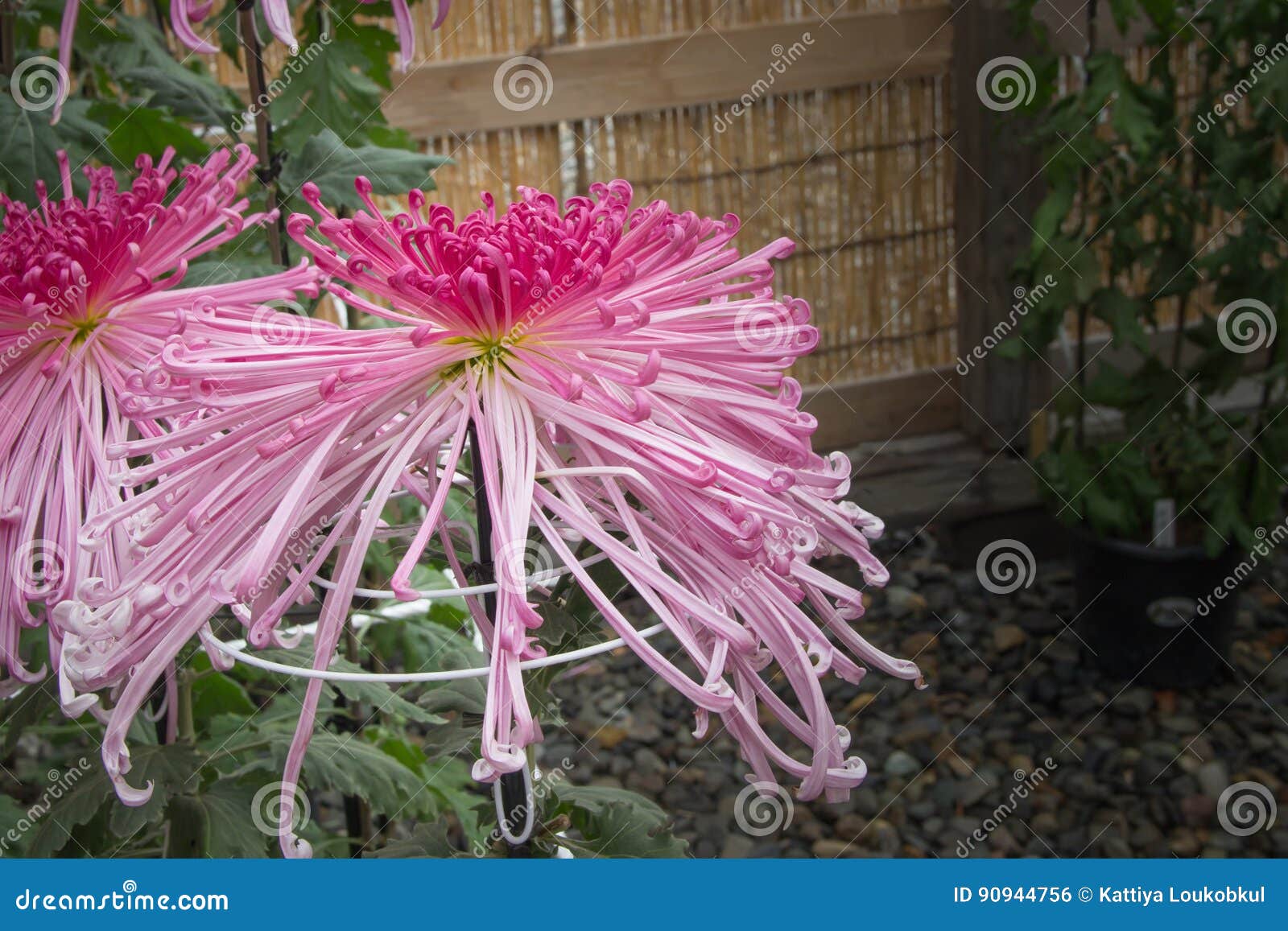 Pink Spider Chrysanthemum Japanese Flower in the Garden Stock Photo