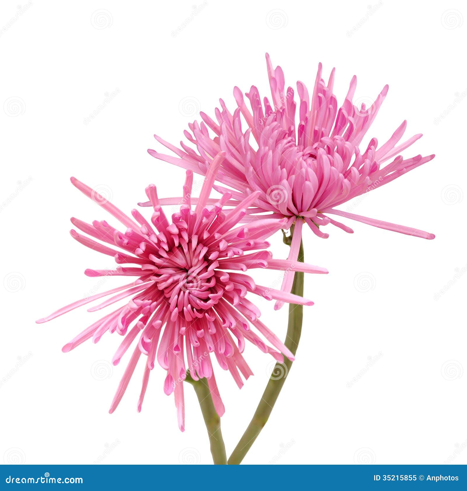 Pink spider mum stock image. Image of ripe, detail, chrysanthemum