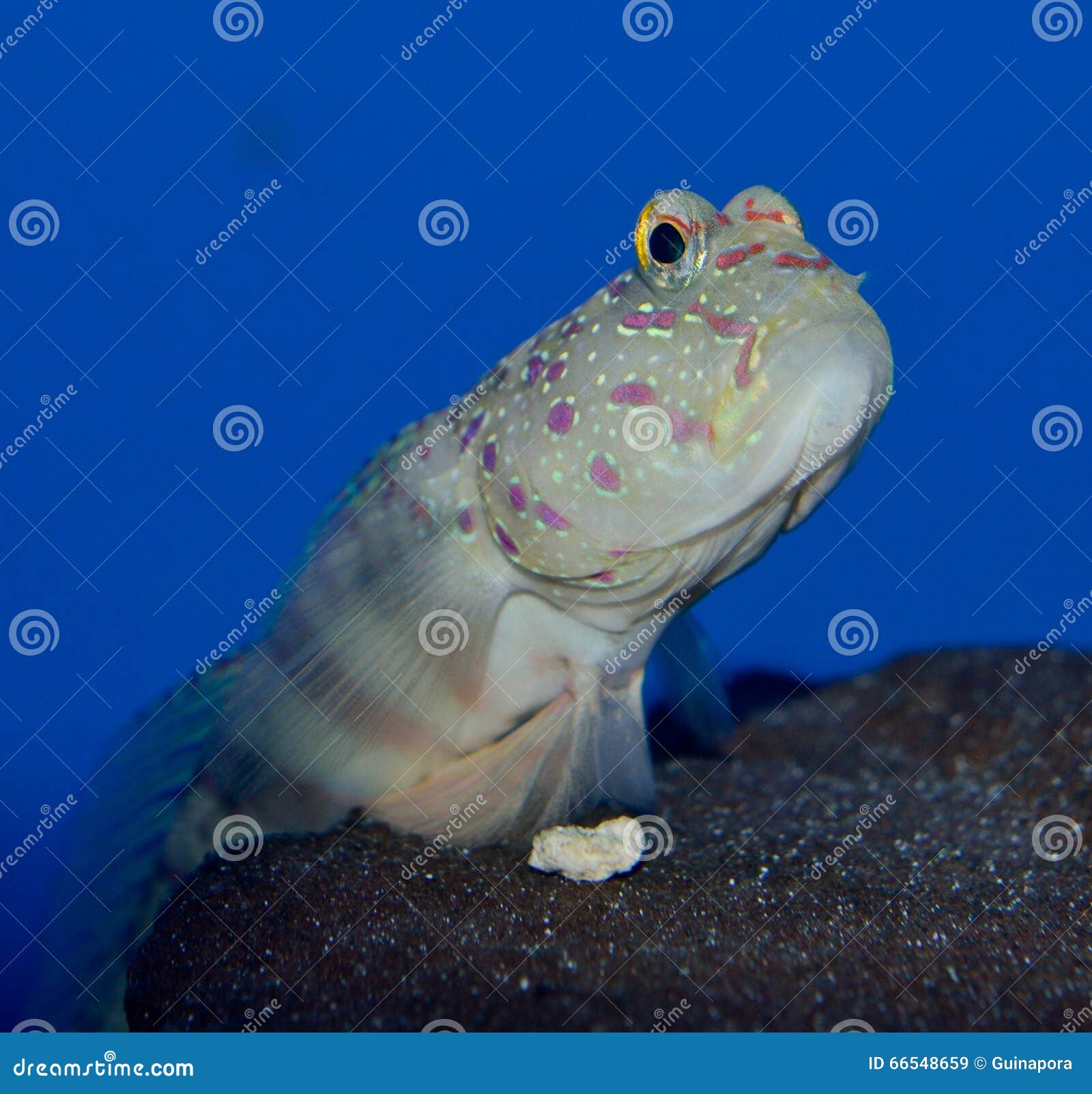 watchmen blue spot goby