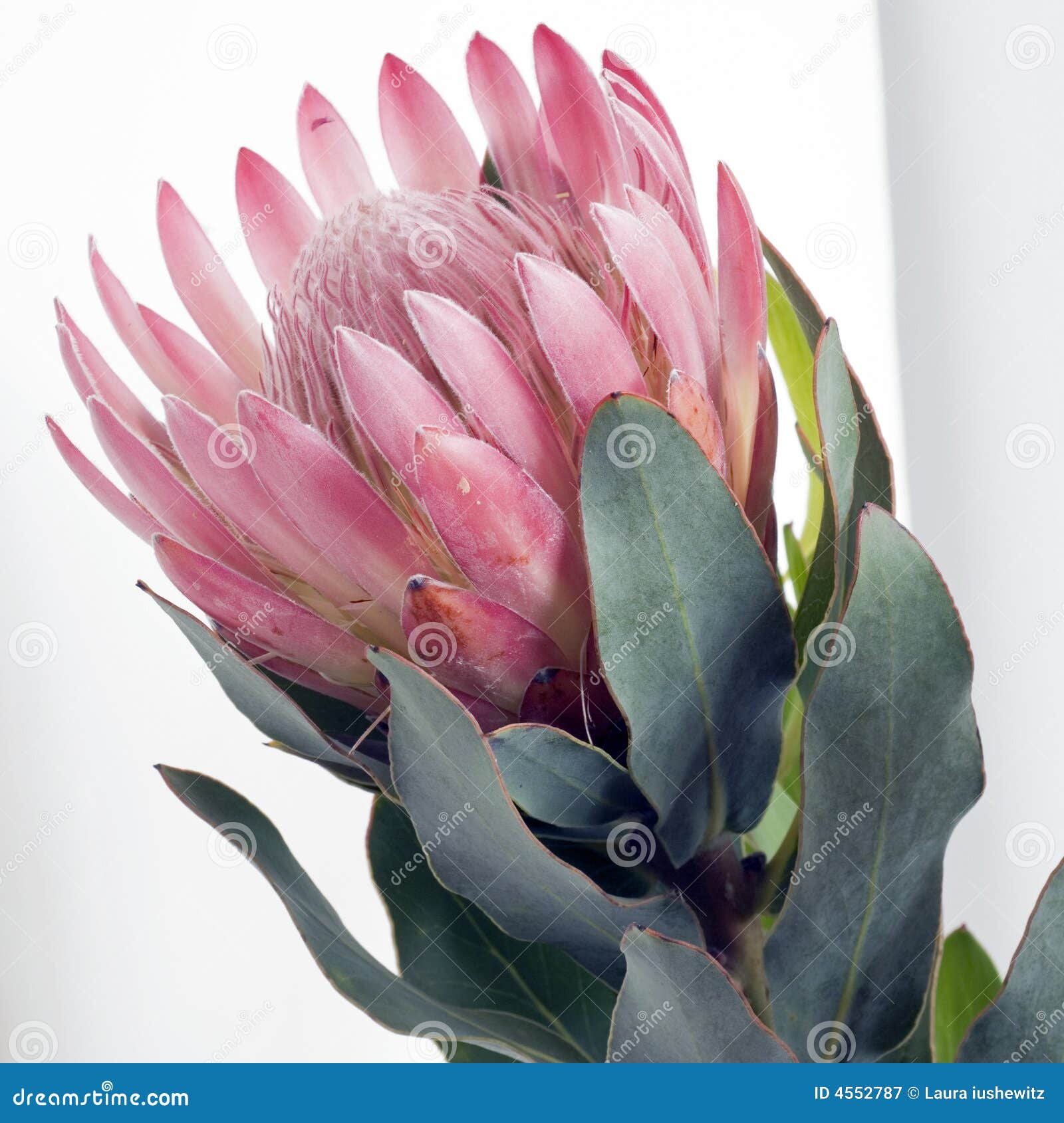Pink Square Pincushion Protea Stock Image Image of flower, delectable