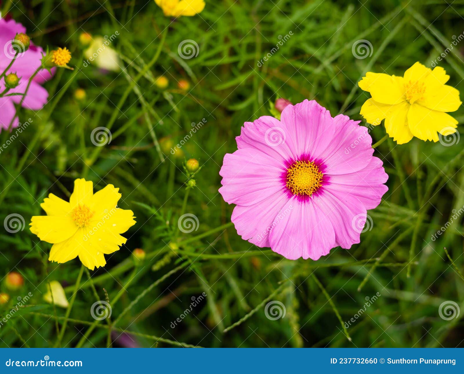 Pink Starburst Flowers in the Garden Stock Photo Image of florists