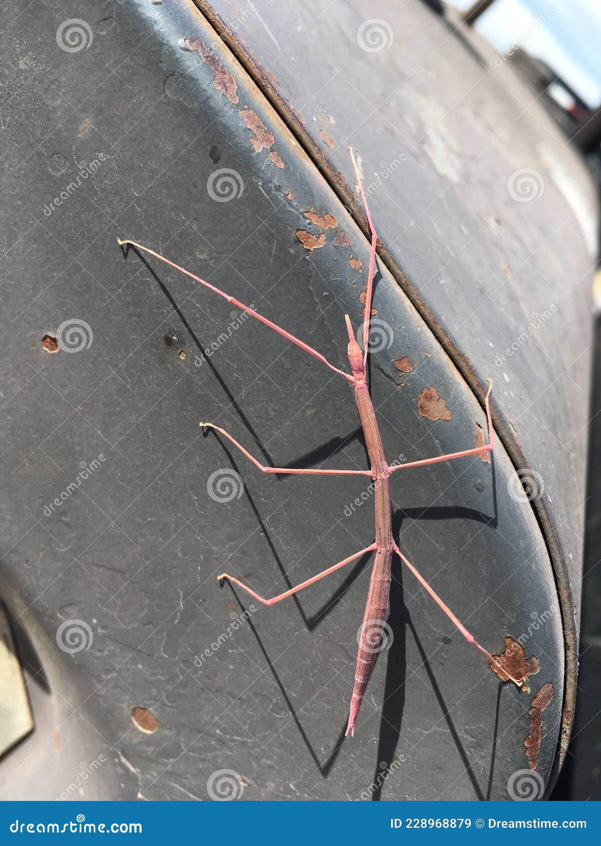 a pink stick bug on the my welder in new mexico