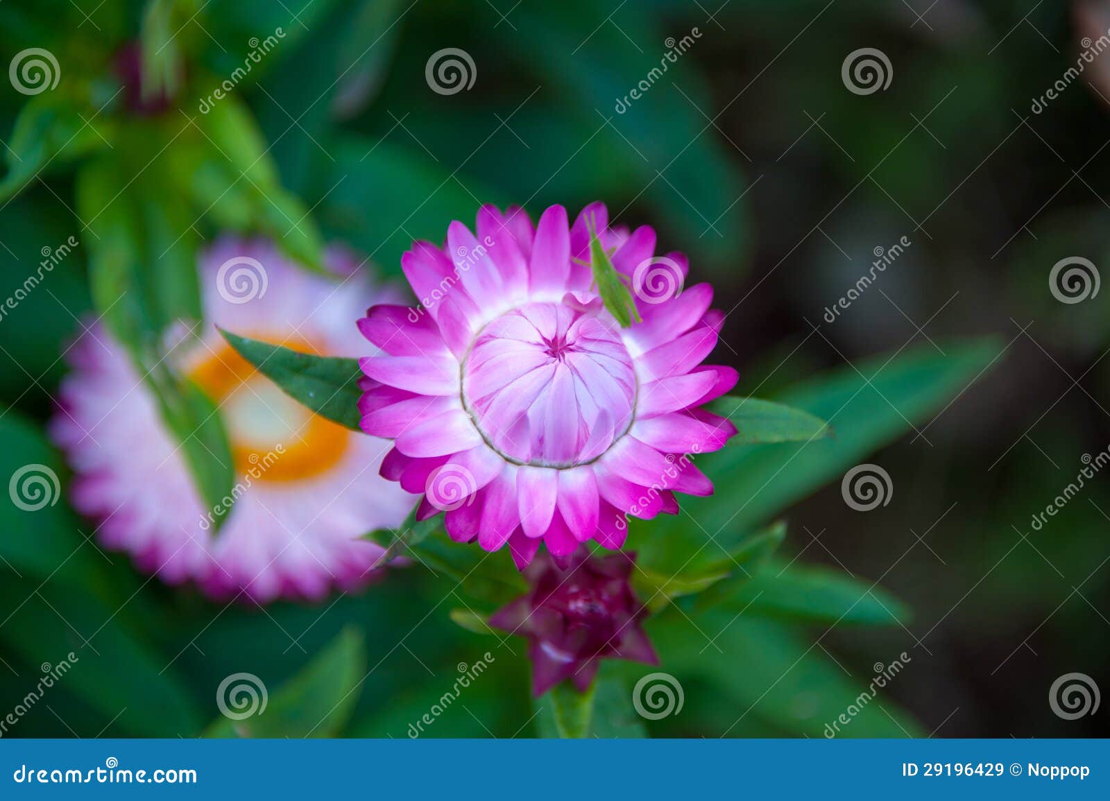 Pink Straw Flower stock image. Image of helichrysum, 29196429