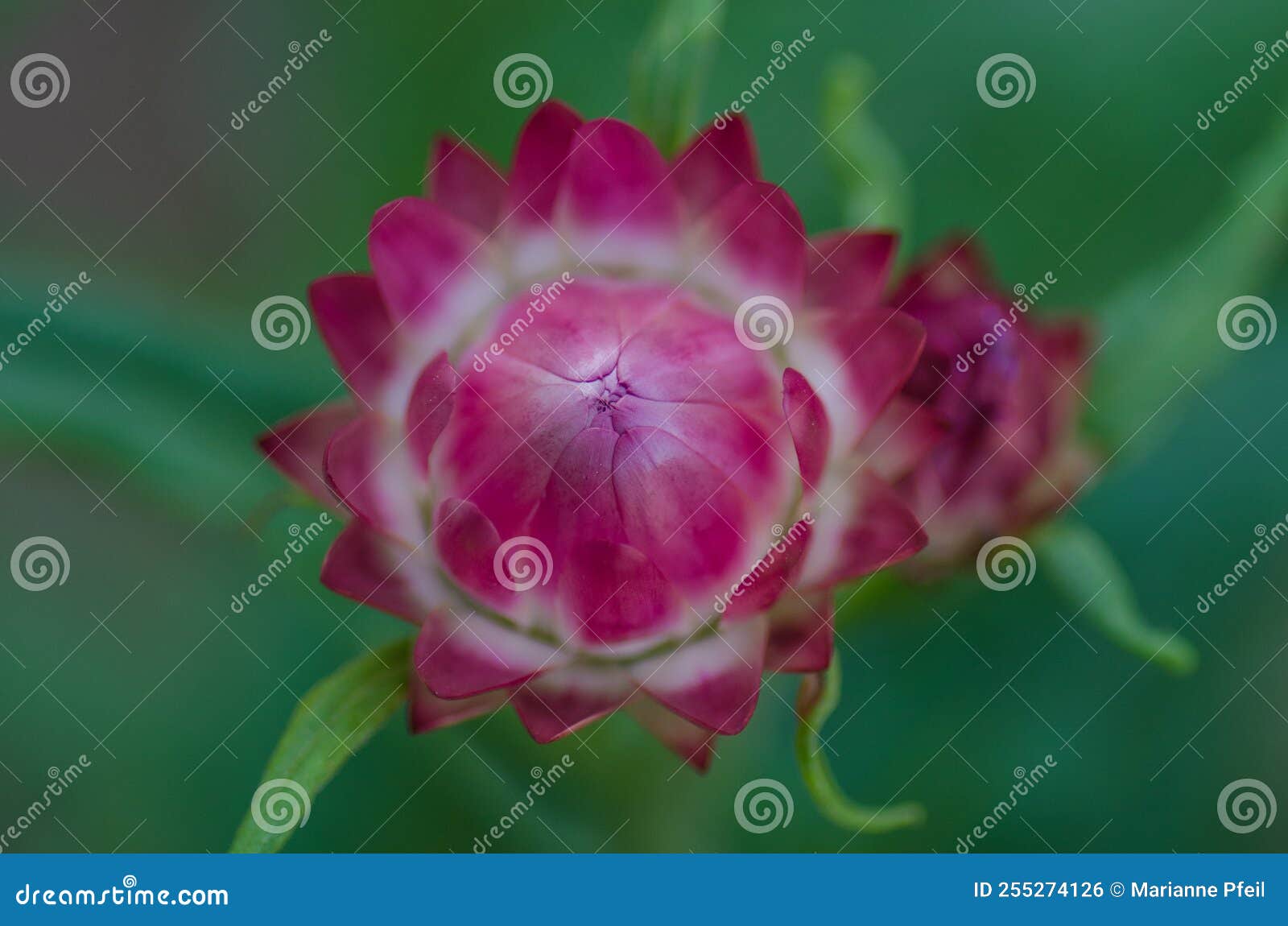 A Pink Strawflower Bud Against a Green Background. Stock Photo Image