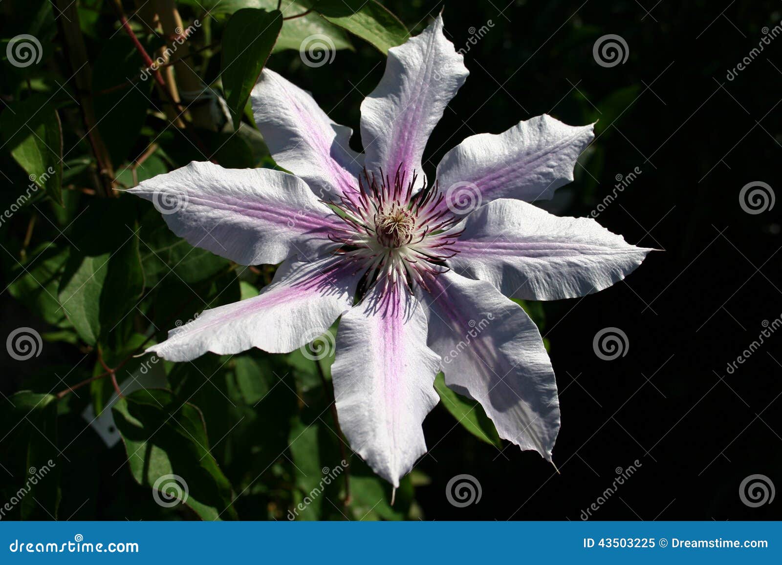 Pink Striped Clematis stock image. Image of striped, background 43503225