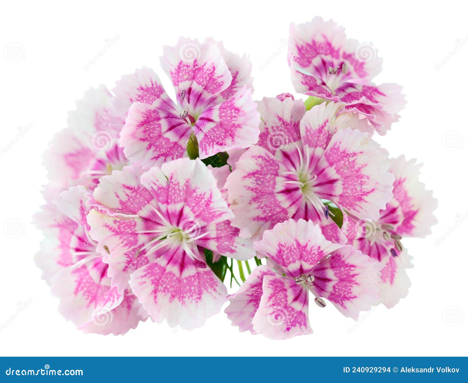 Pink Stripped Summer Carnations Flowers Macro Isolated Stock Photo