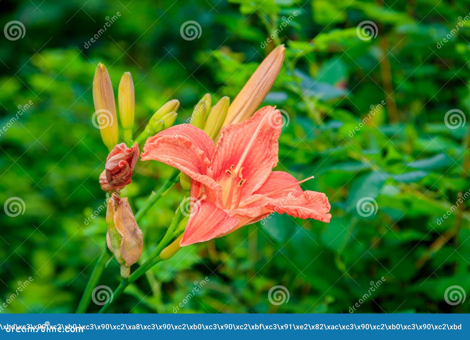 Pink Summer Flowers Bloomed. Beautiful Pink Flowers Stock Image Image