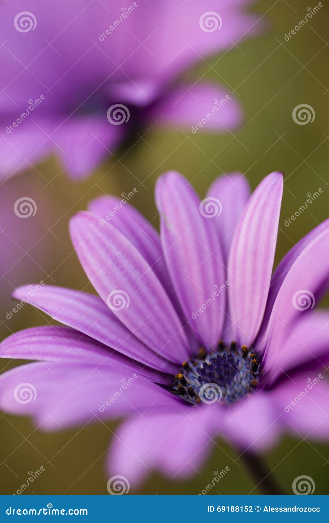 Pink Sunflower Daisy, Dimorphotheca, Flower Stock Photo Image of