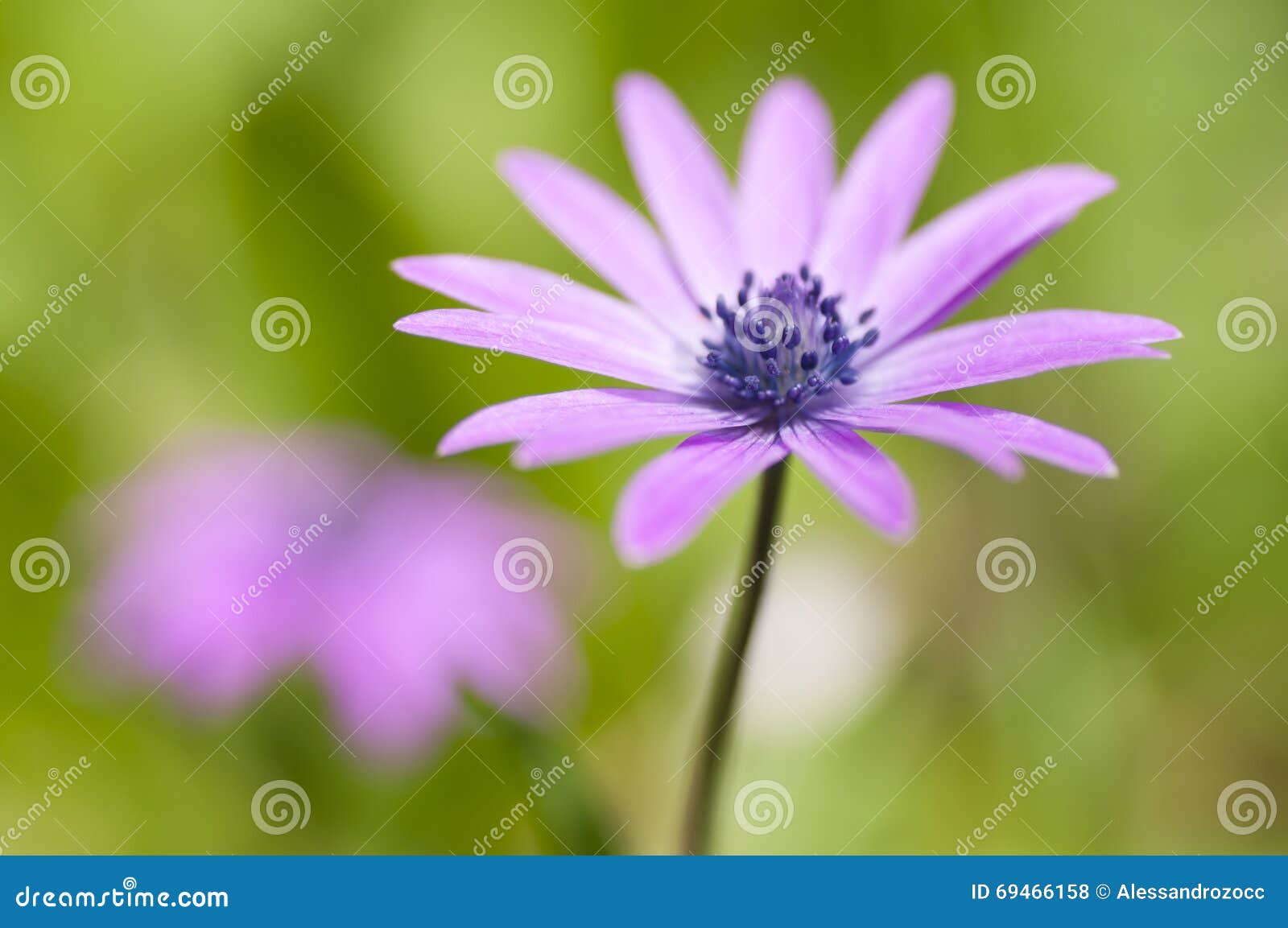Pink Sunflower Daisy Flower Stock Photo Image of colorful, macro