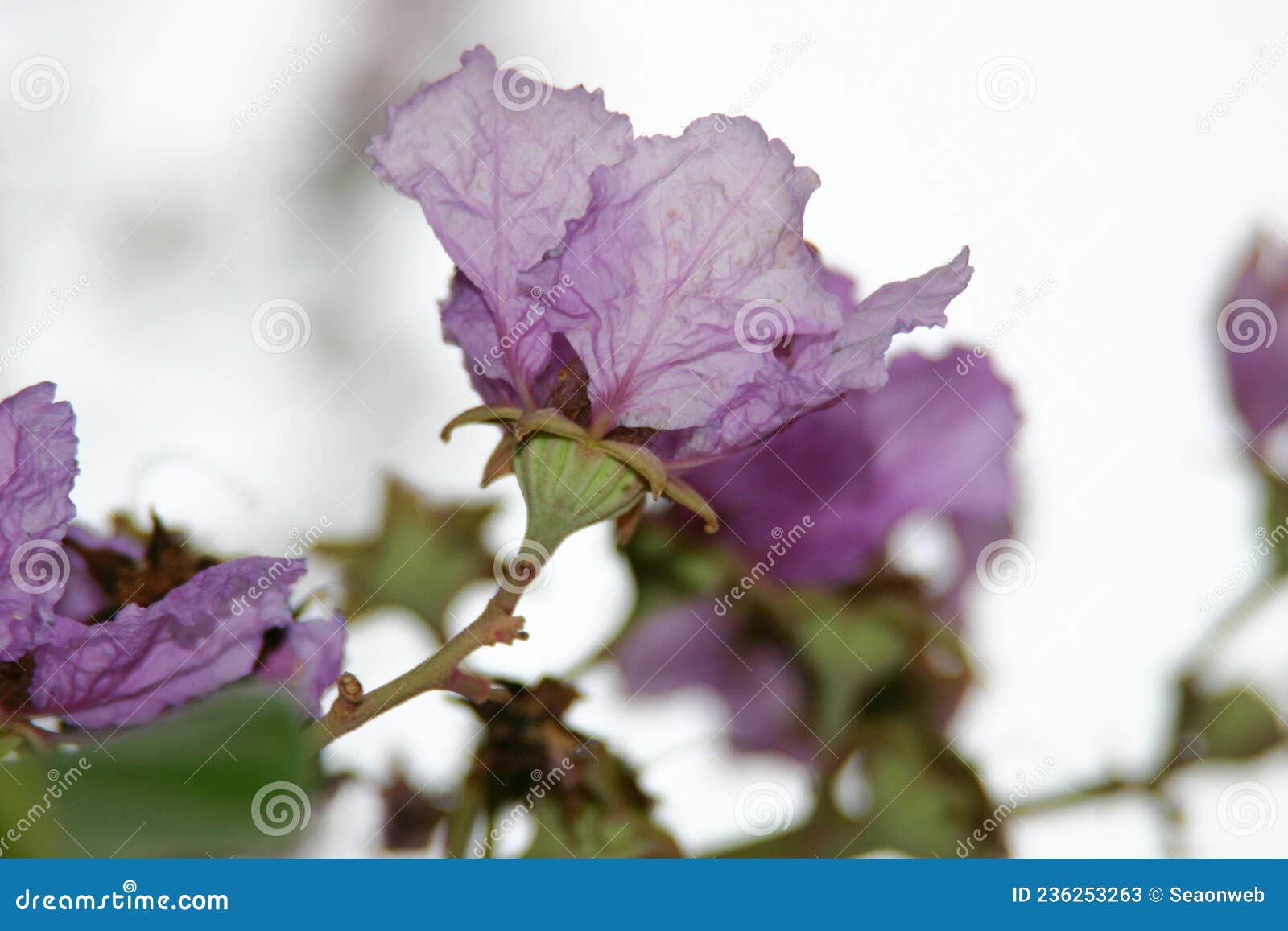 Pink Tabebuia Blossom, Pink Trumpet Tree Flower Blooming Stock Image ...