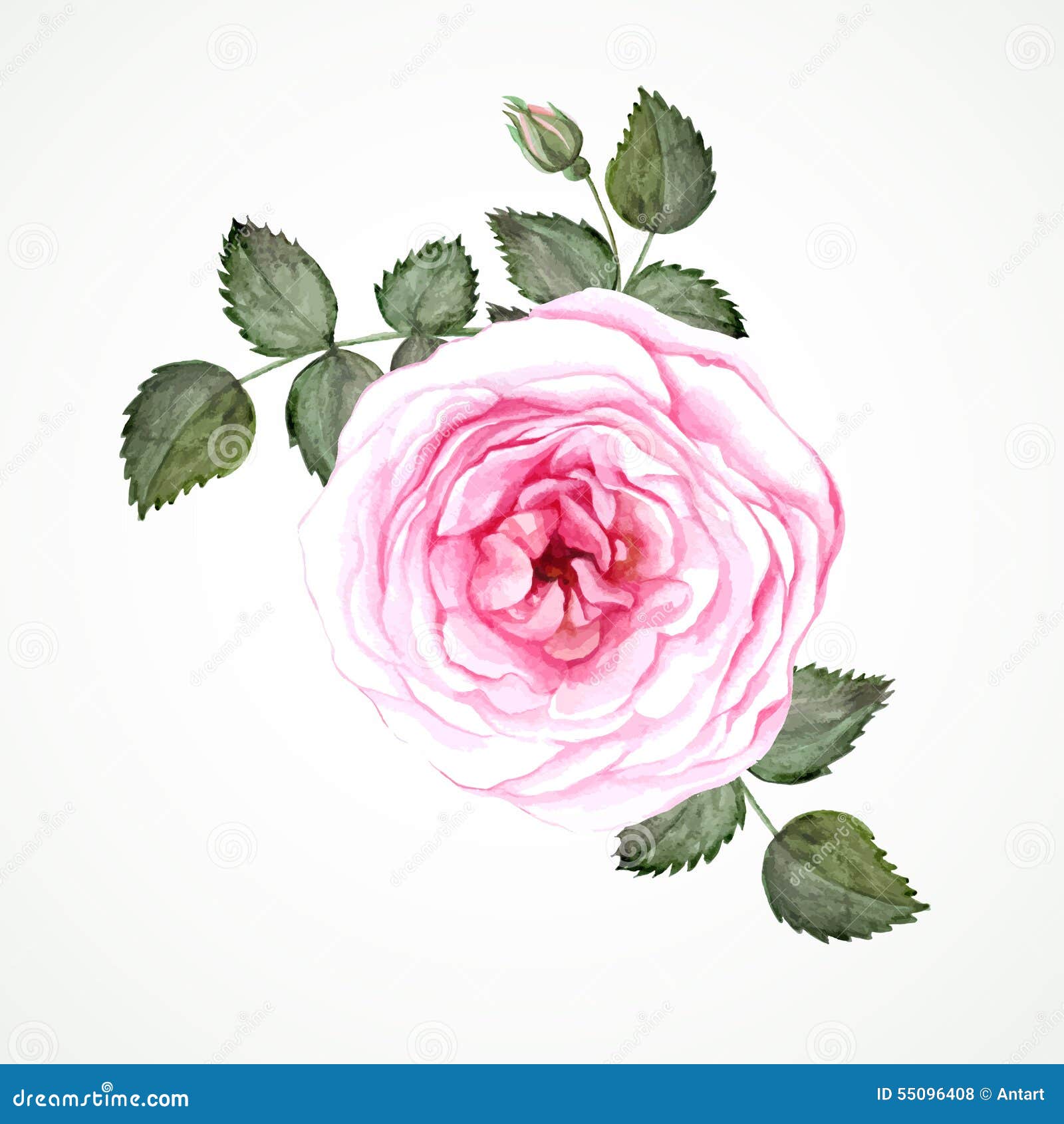 Pink Tea Rose Stock Vector - Image: 55096408