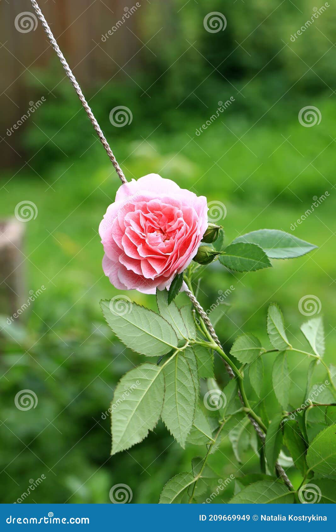 Pink Tea Rose in the Garden Stock Image Image of macro, park 209669949