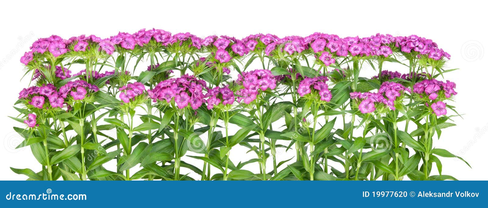 Pink Terry Carnation Flowers Border Stock Photo Image of bouquet