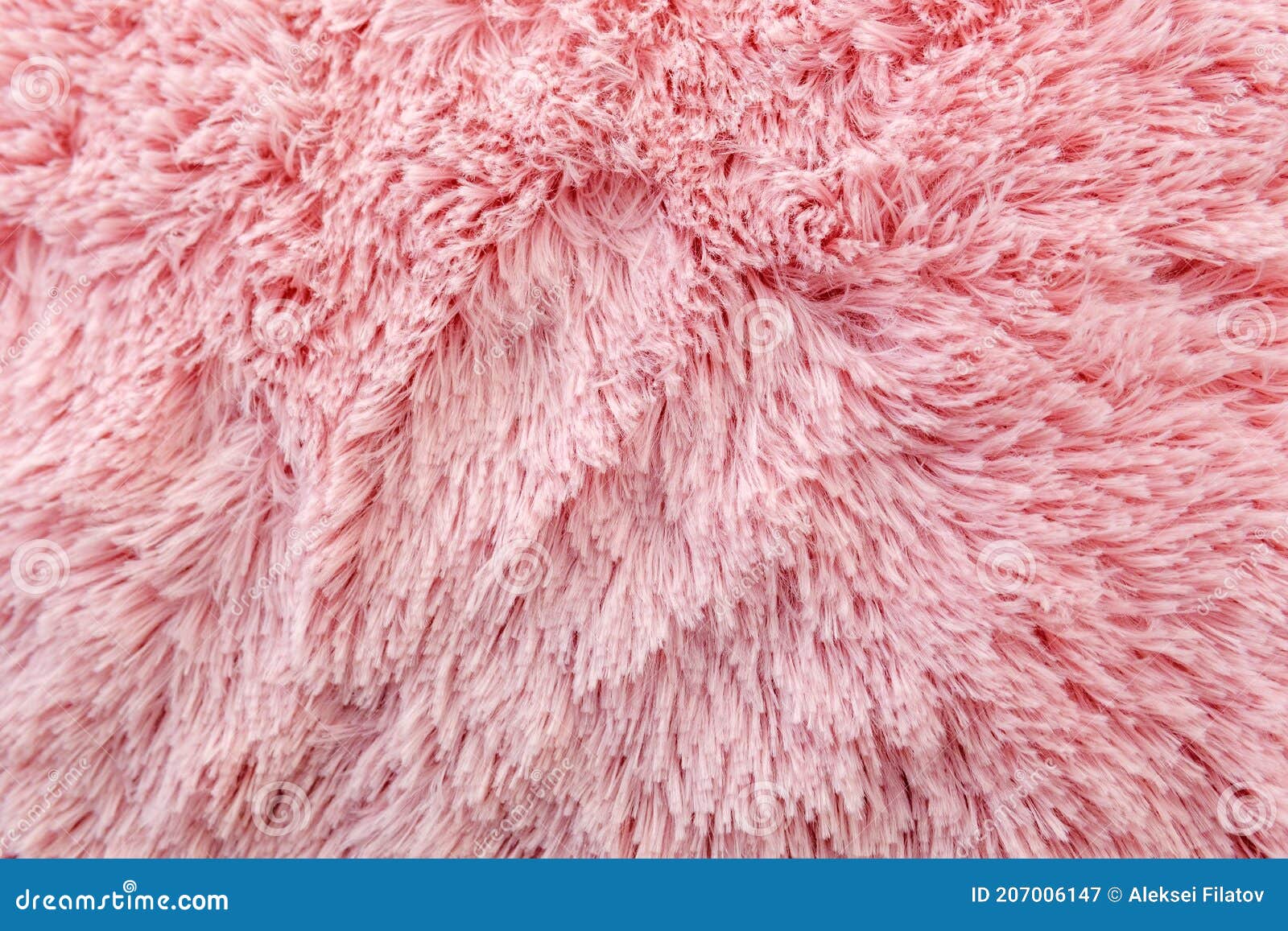 Pink Texture of Long Wool Close-up Carpet. Background. Fluffy Fur for ...