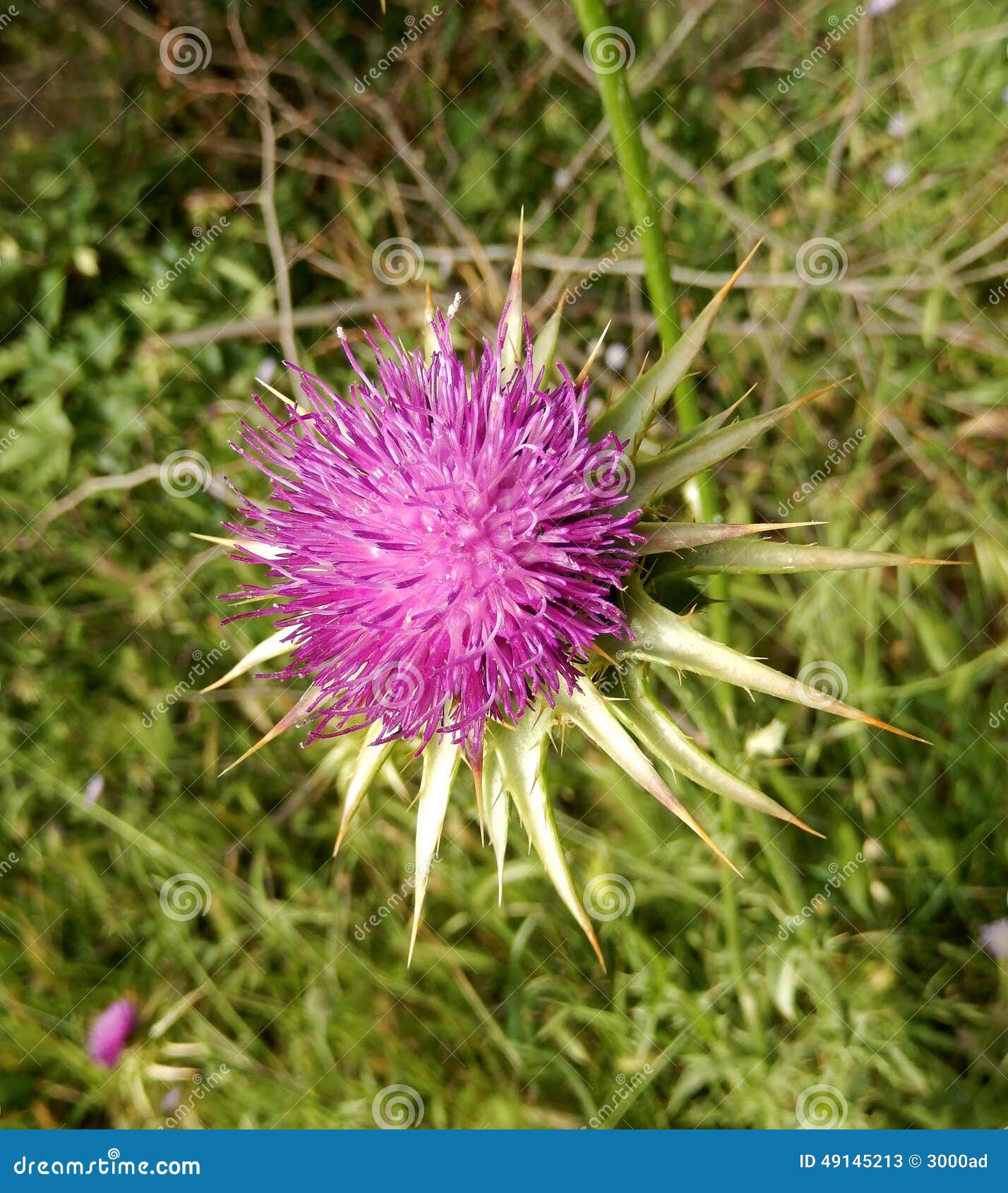 Pink Thistle flower head stock image. Image of leaf, spike 49145213