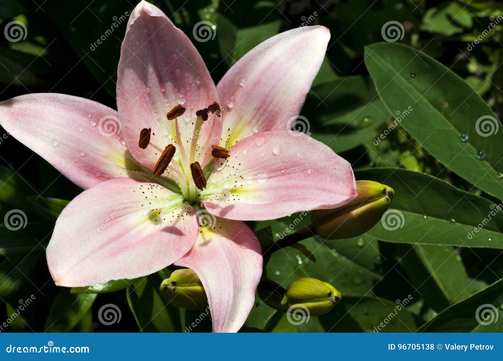 Pink Tiger Lily with Dew Drops Stock Photo - Image of beautiful, beauty ...