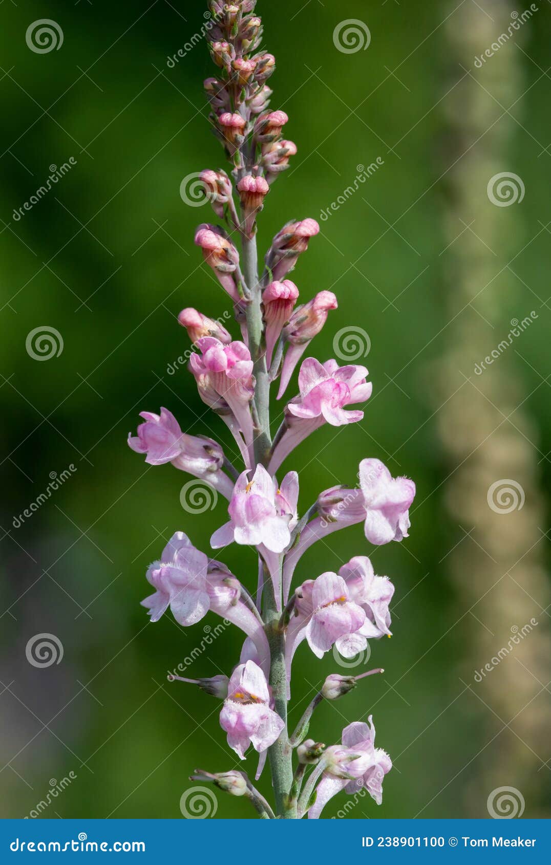 Pink Toadflax Linaria Purpurea Stock Photo - Image of closeup, head ...