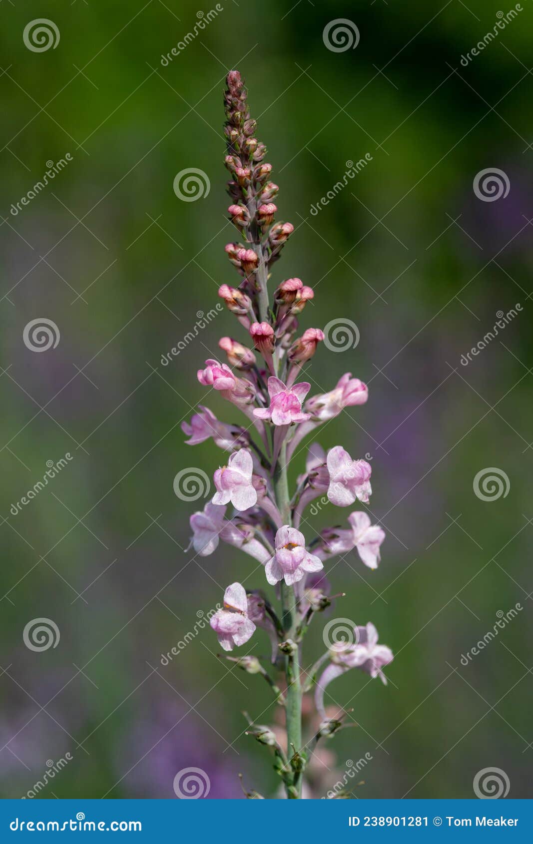 Pink Toadflax Linaria Purpurea Stock Image - Image of bloom, botany ...